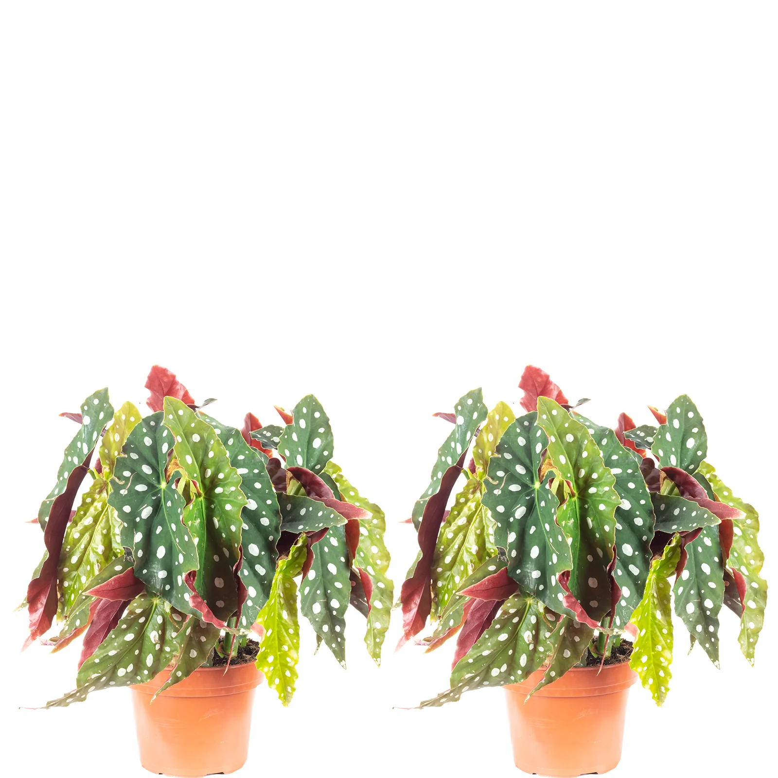 2er-Set Forellenbegonie - Begonia Maculata 'Wightii' - Höhe ca. 30 cm, Topf-Ø 14 cm
