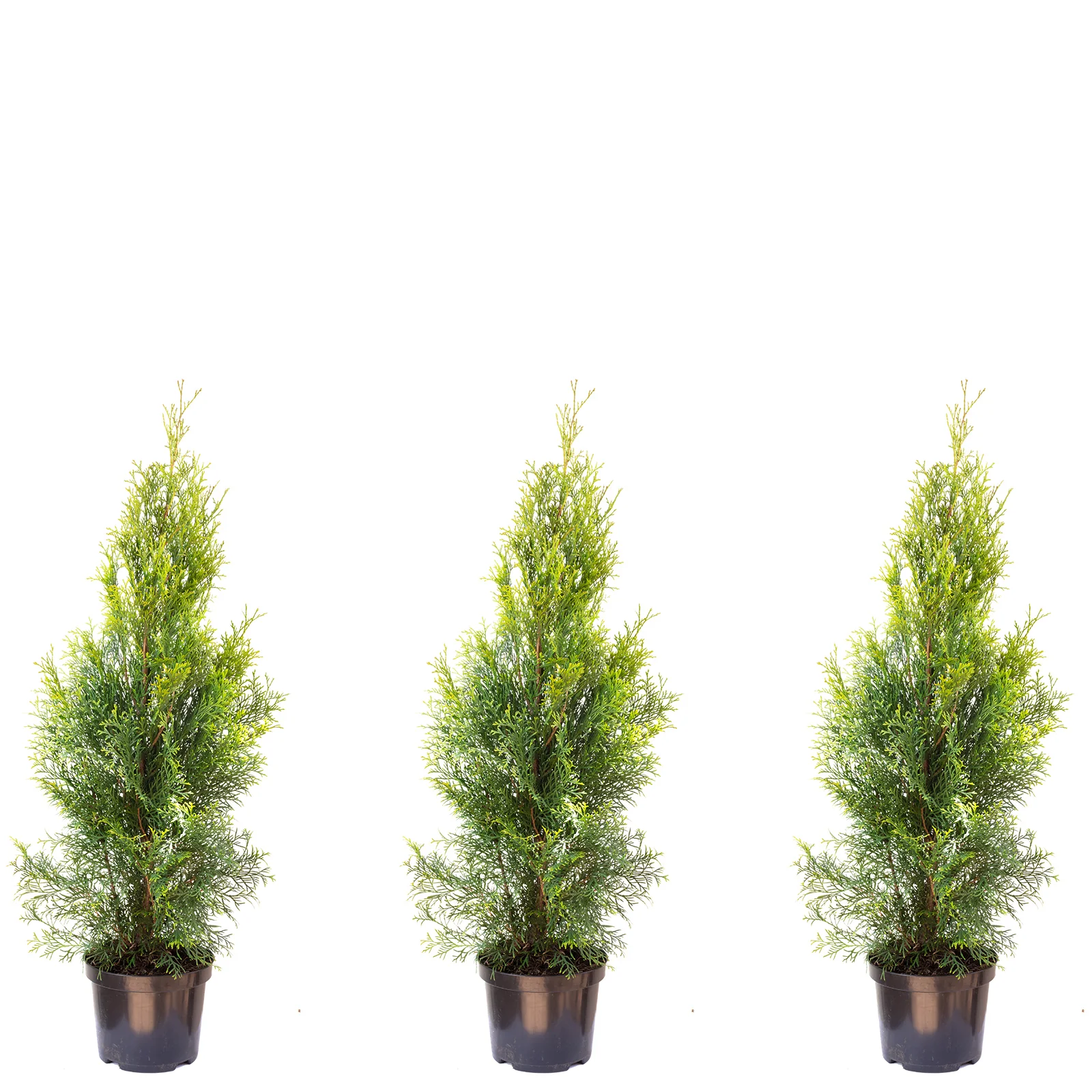 3er-Set Lebensbaum "Smaragd" C2 - Thuja occidentalis smaragd - Höhe ca. 60-80 cm