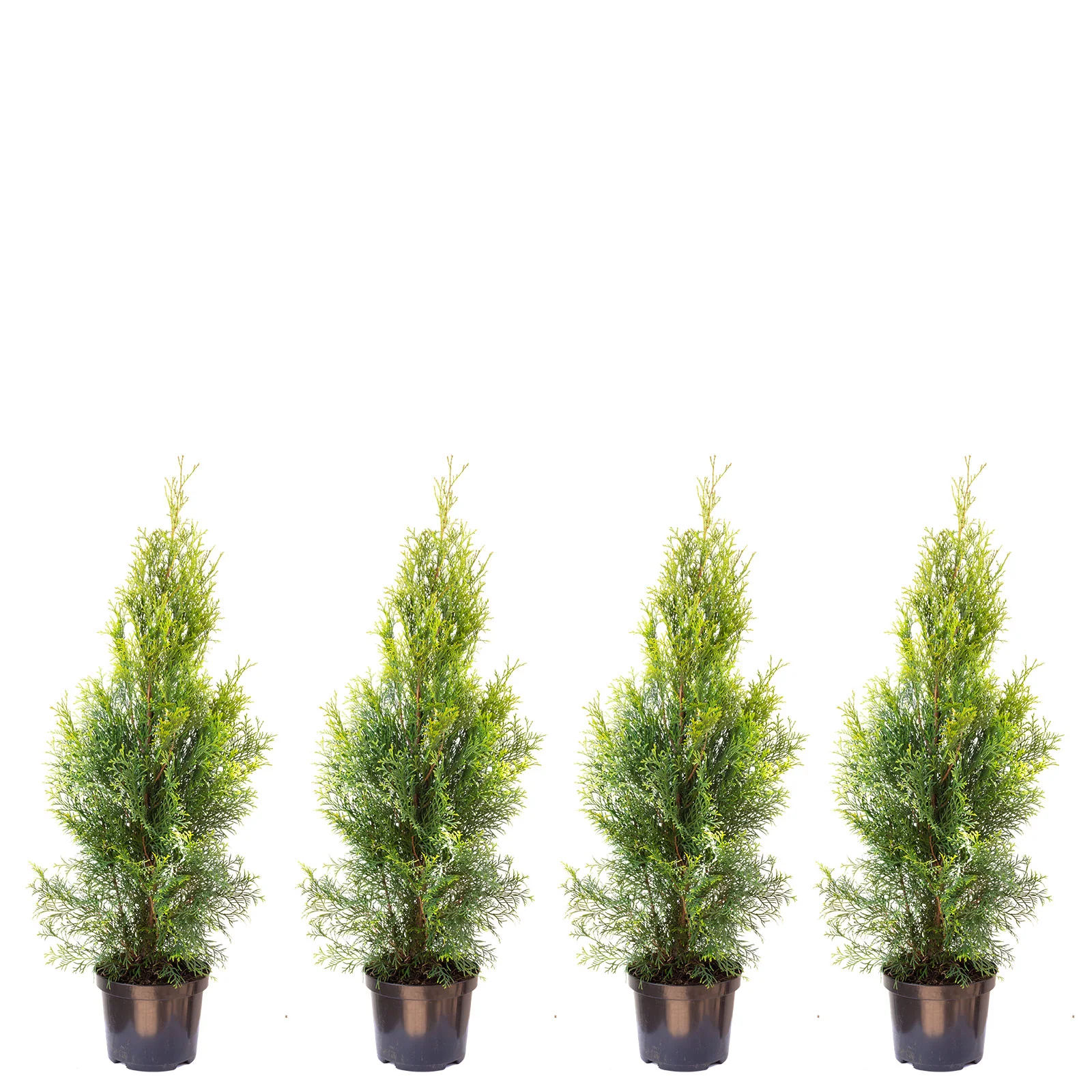 4er-Set Lebensbaum "Smaragd" C3 - Thuja occidentalis smaragd - Höhe ca. 60-80 cm