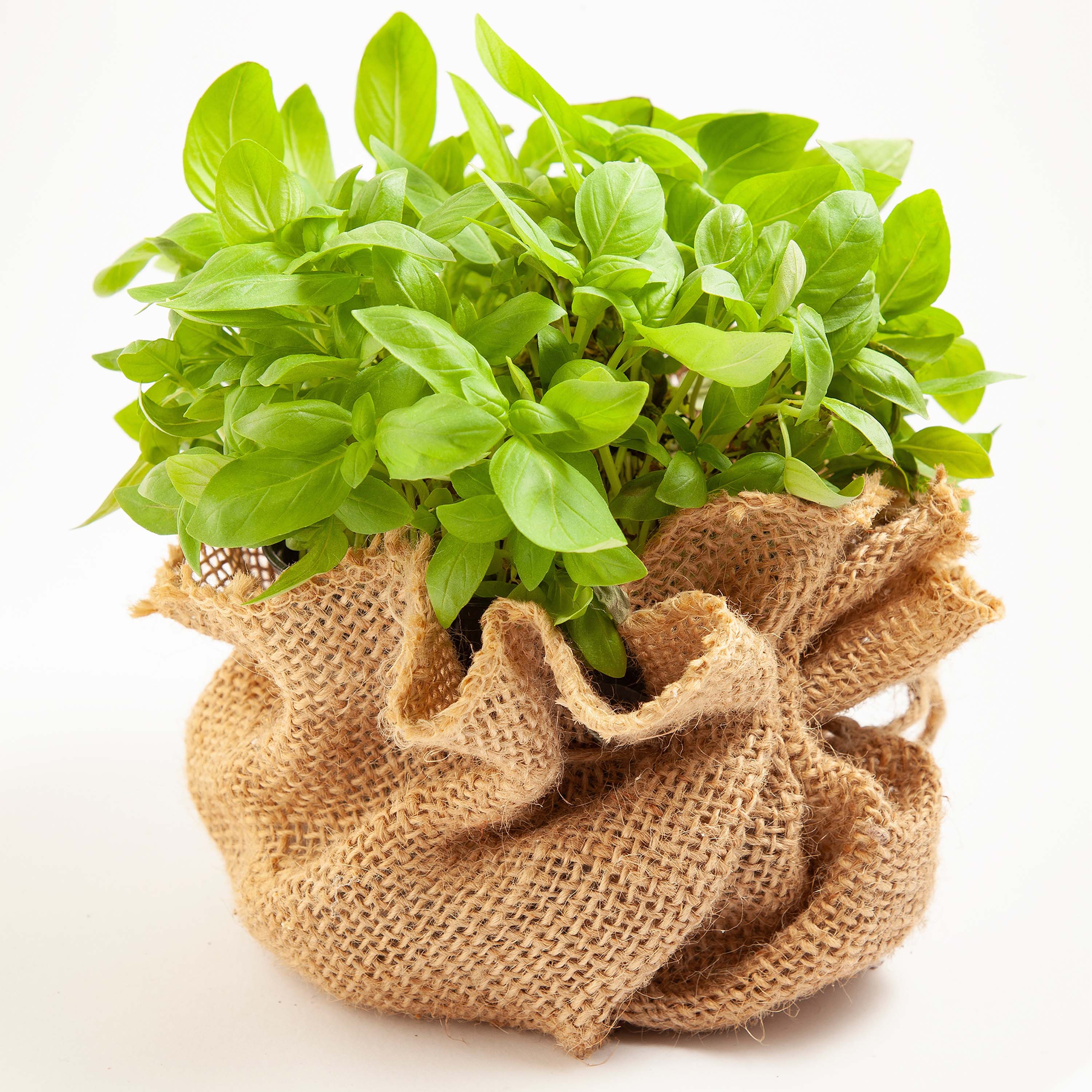 55m x 1m Jutegewebe 105g/m² Jutematte Gartenjute Jute Stoff Sackleinen Juteband - Image 41
