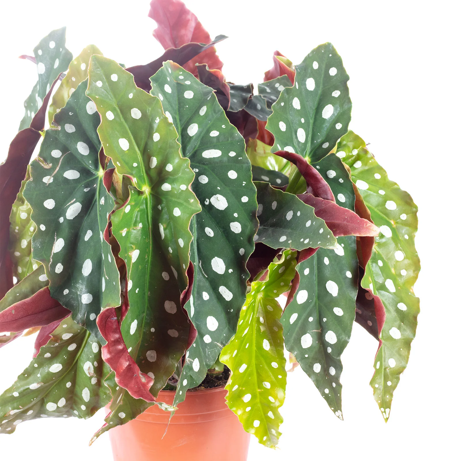 5er-Set Forellenbegonie - Begonia Maculata 'Wightii' - Höhe ca. 30 cm, Topf-Ø 14 cm - Image 2