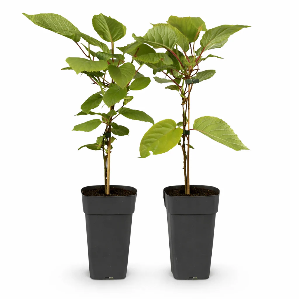 Actinidia deliciosa "Jenny" - Grüne Kiwi - 15cm Topf - ca. 50cm - Set mit 2 Pflanzen - Image 2
