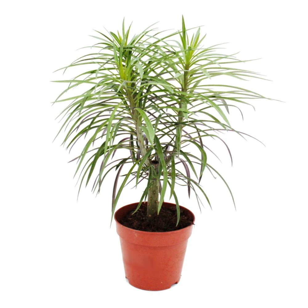 Affenpalme - Senecio kleinia - Ungewöhnliche Sukkulente - 12cm Topf
