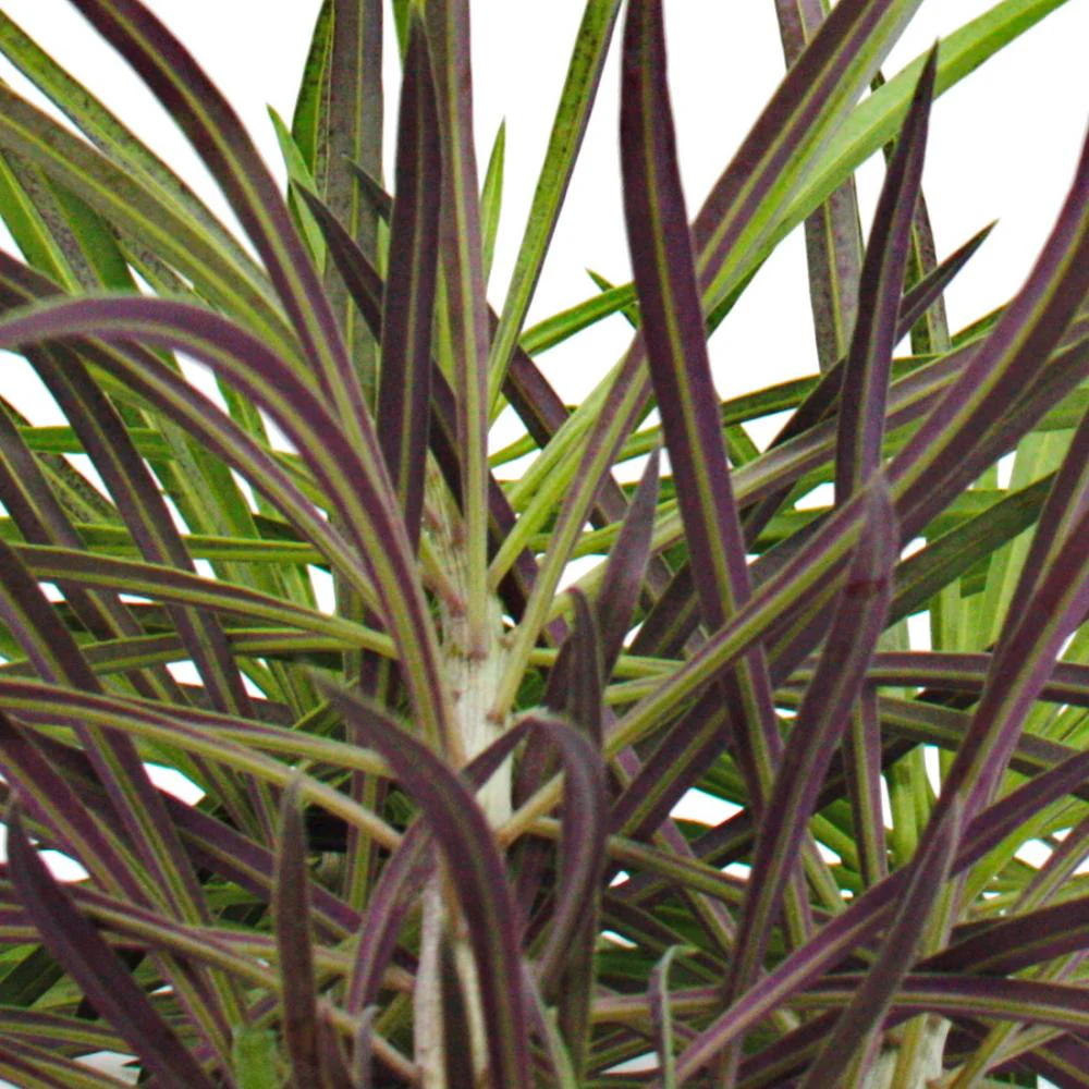 Affenpalme - Senecio kleinia - Ungewöhnliche Sukkulente - 12cm Topf - Image 3