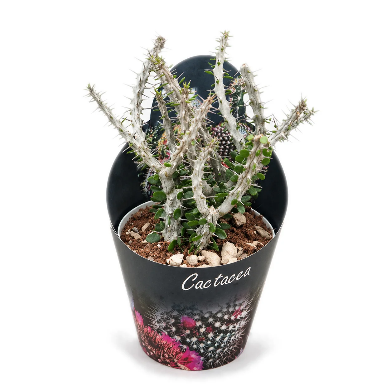 Alluaudia procera - Oktopusbaum - Rarität - 14cm Topf - 35cm hoch