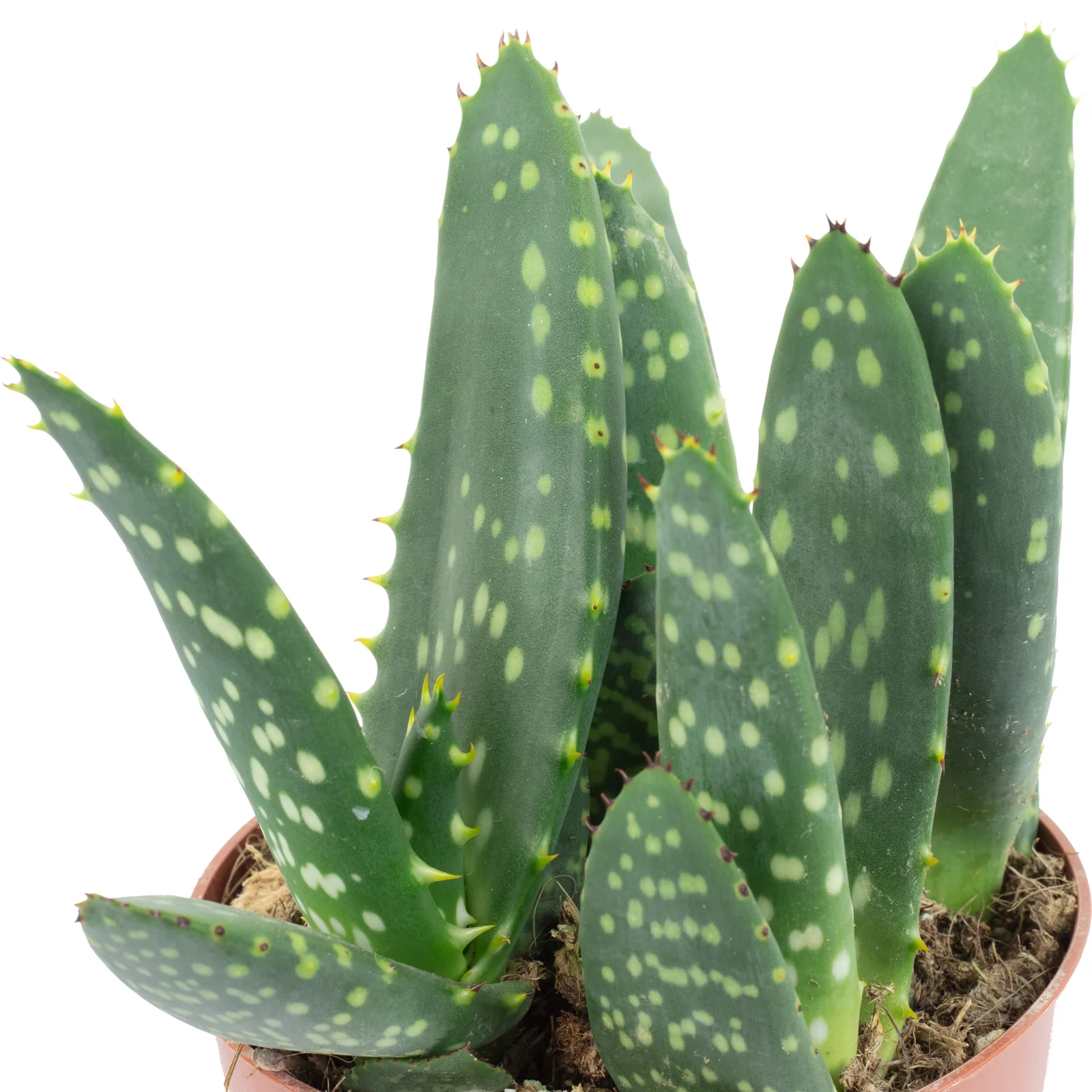 Aloe "Jurassic Dino" - Aloe paradisicum - Höhe ca. 20 cm, Topf-Ø 10,5 cm - Image 2