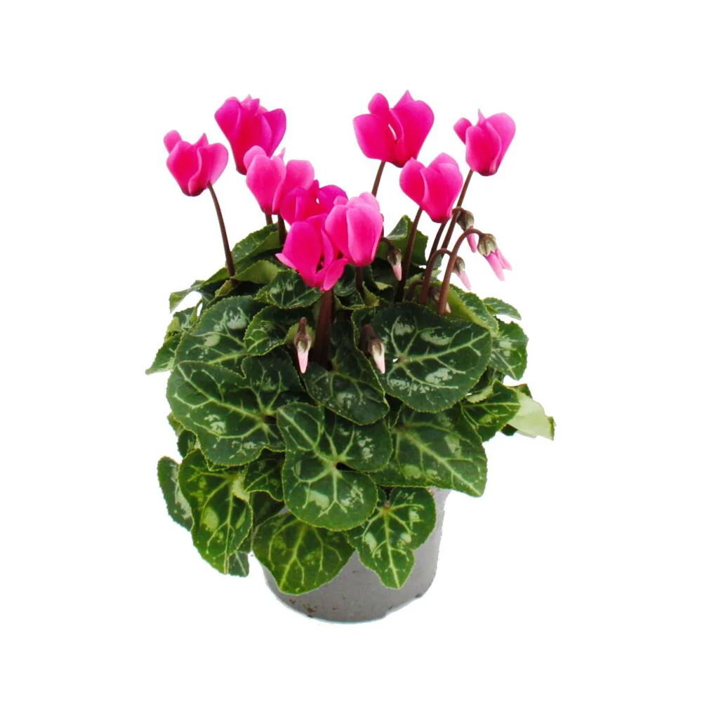 Alpenveilchen Cyclamen persicum Pflanze mit bezaubernden Blüten 11cm Topf rosa - Image 2