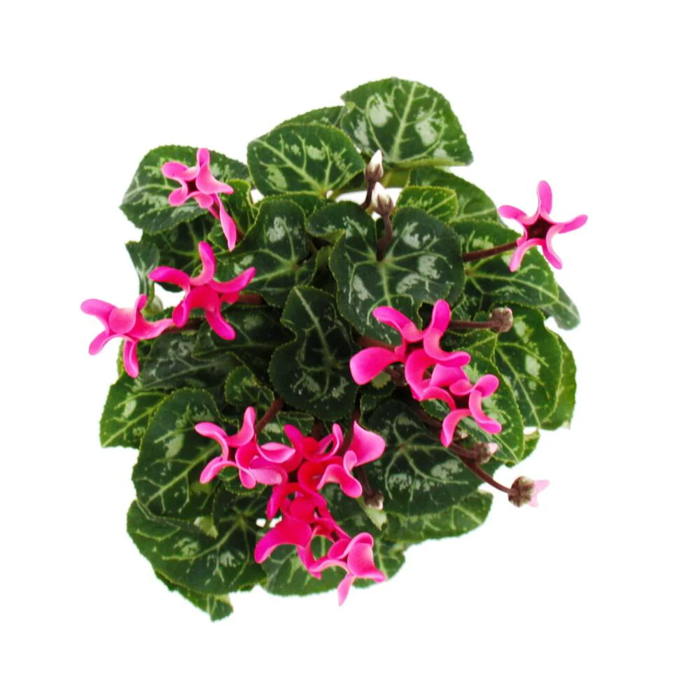 Alpenveilchen Cyclamen persicum Pflanze mit bezaubernden Blüten 11cm Topf rosa - Image 4