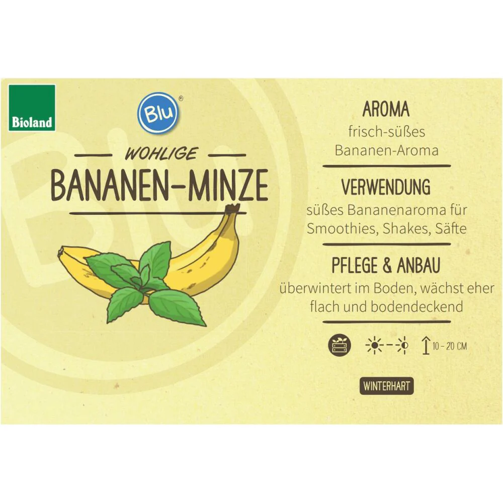 Bananen-Minze in BIO-Qualität - Mentha arvensis - Kräuterpflanze im 12cm Topf - Image 2