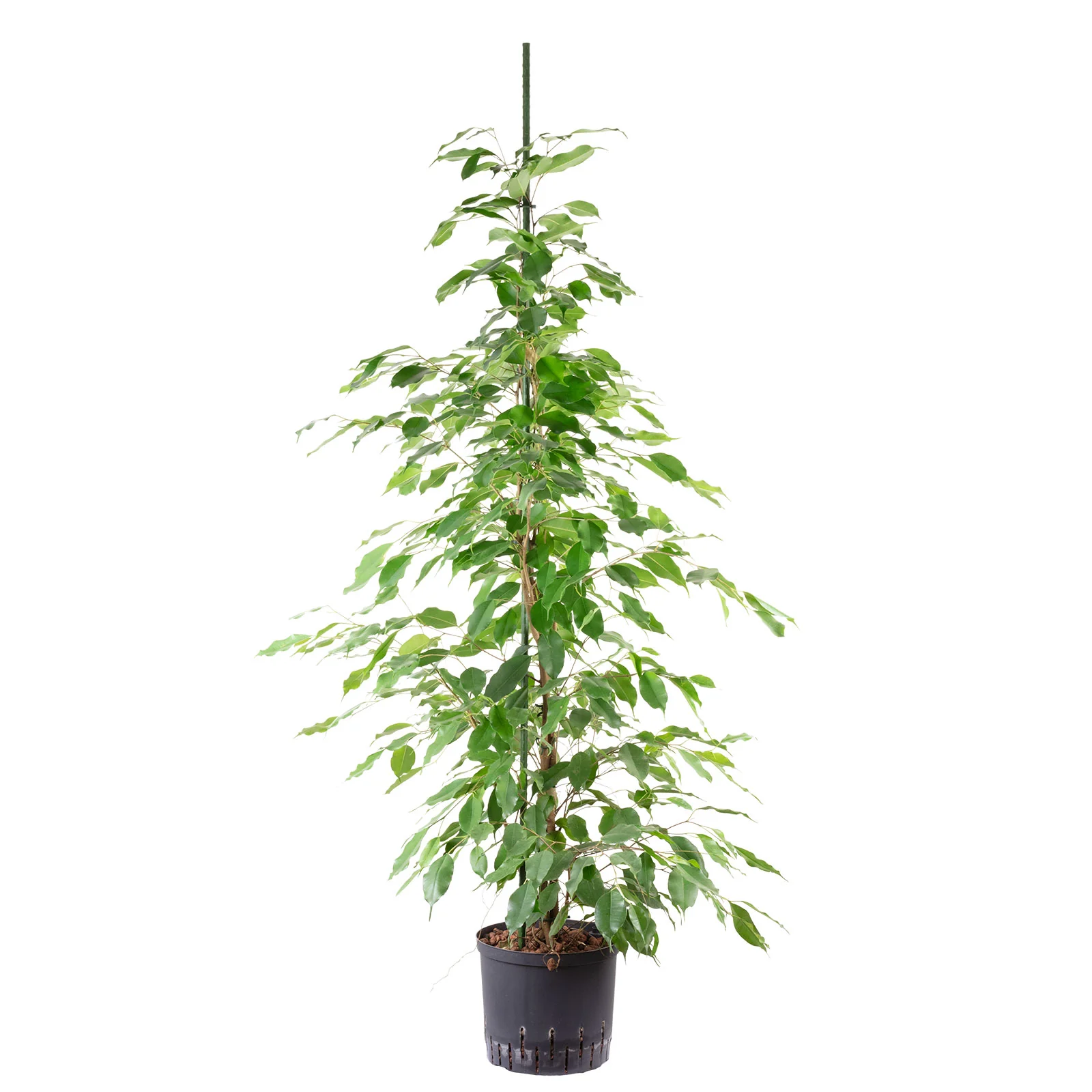 Birkenfeige in Hydrokultur - Ficus benjamini - Höhe ca. 135 cm, Topf-Ø 22 cm