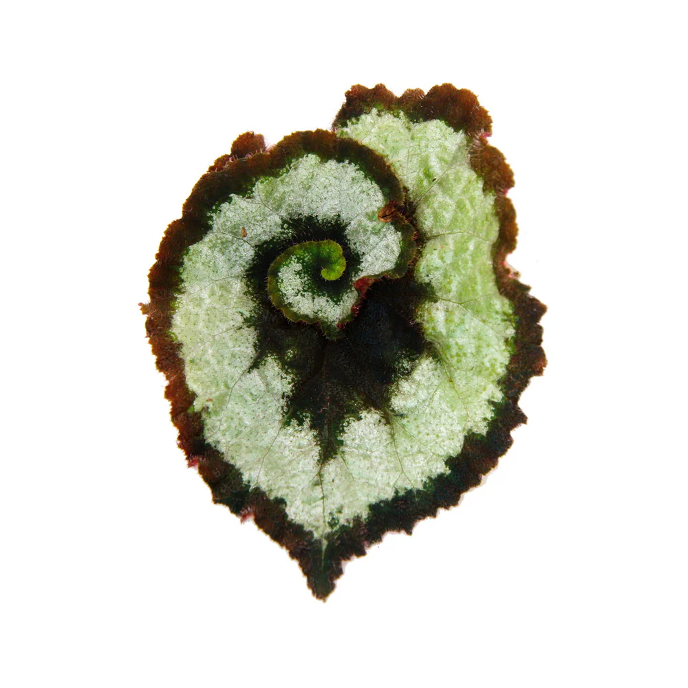Blattschmuck-Begonie "Princess of Hanover" - Königsbegonie - Schnecken-Begonie - 12cm - Image 2