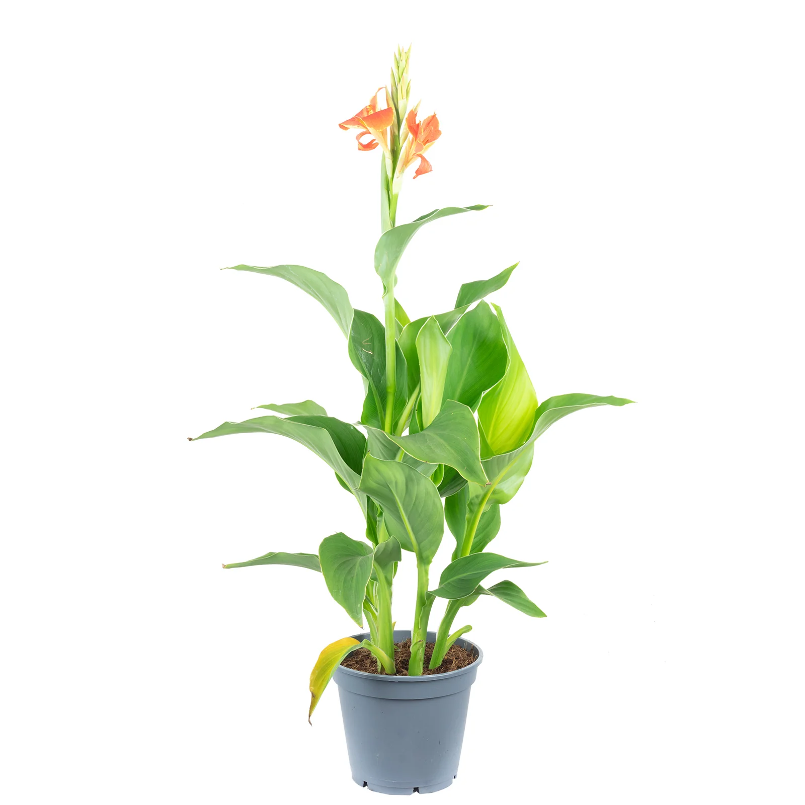 Blumenrohr verschiedene Farben - Canna 'Island' - Höhe ca. 50 cm, Topf-Ø 17 cm