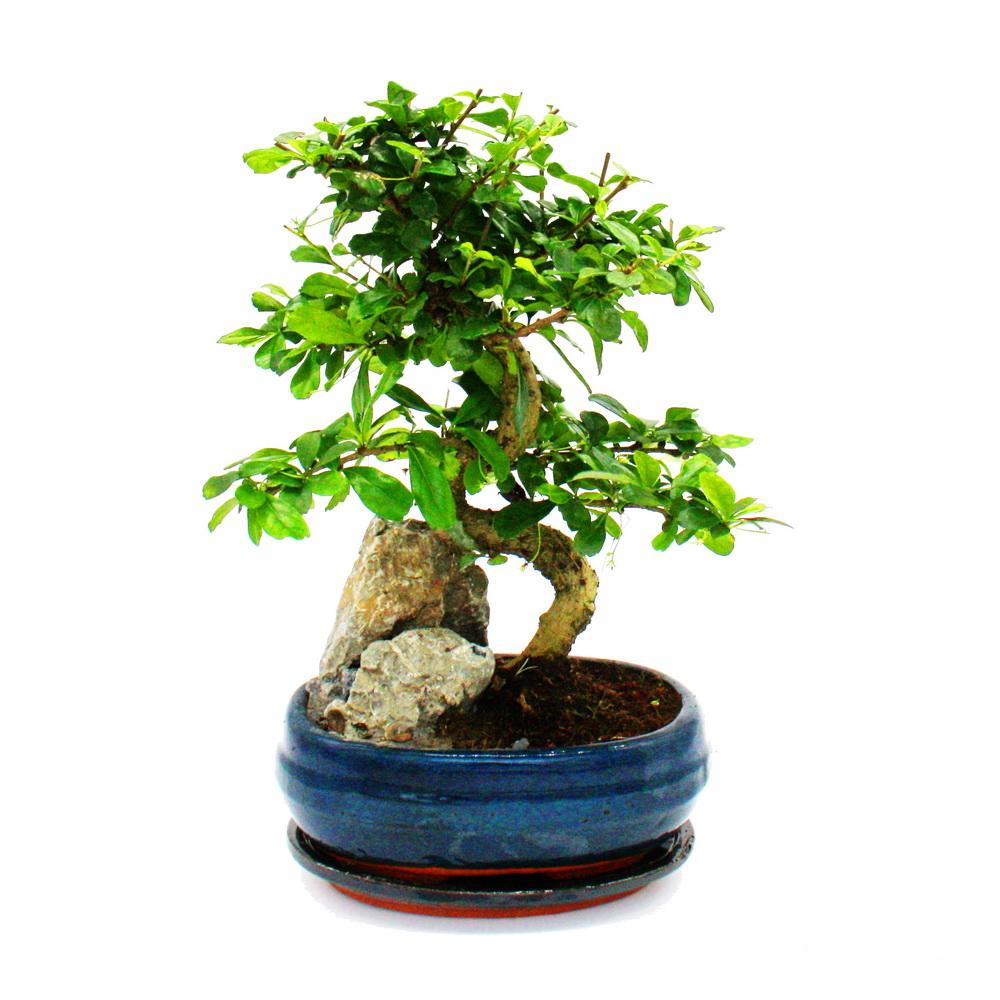 Bonsai Fukientee - Carmona microphylla - Felslandschaft - ca. 8 Jahre