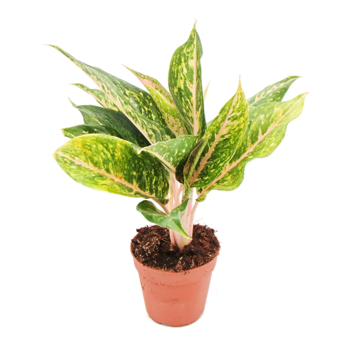 Buntblättriger Kolbenfaden - Set aus 3 versch. Deluxe Pflanzen - Aglaonema 12cm - Image 5