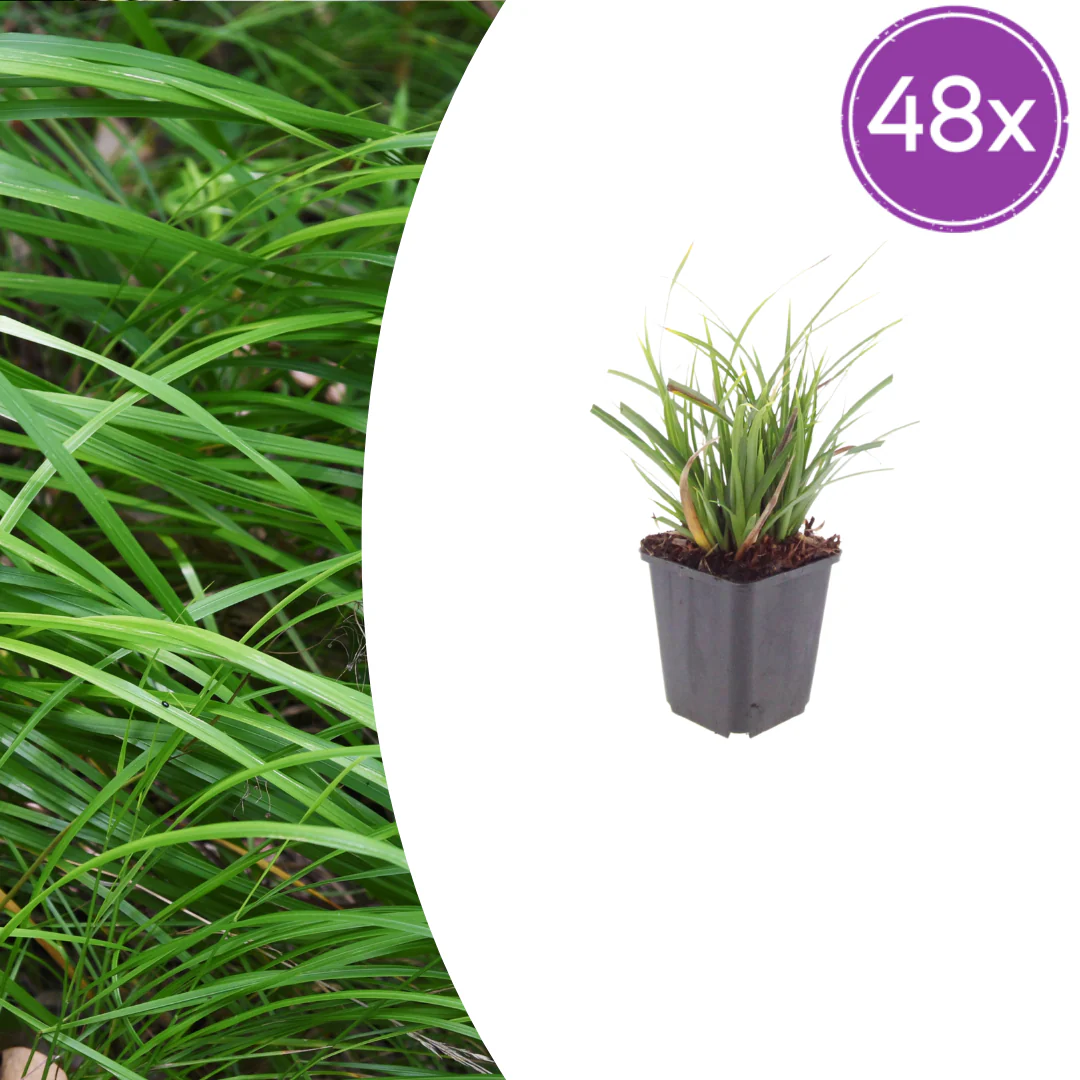 Carex morrowii - Laîche japonaise - Pot de 9cm - 10-25cm de haut - Ensemble de 48 plantes