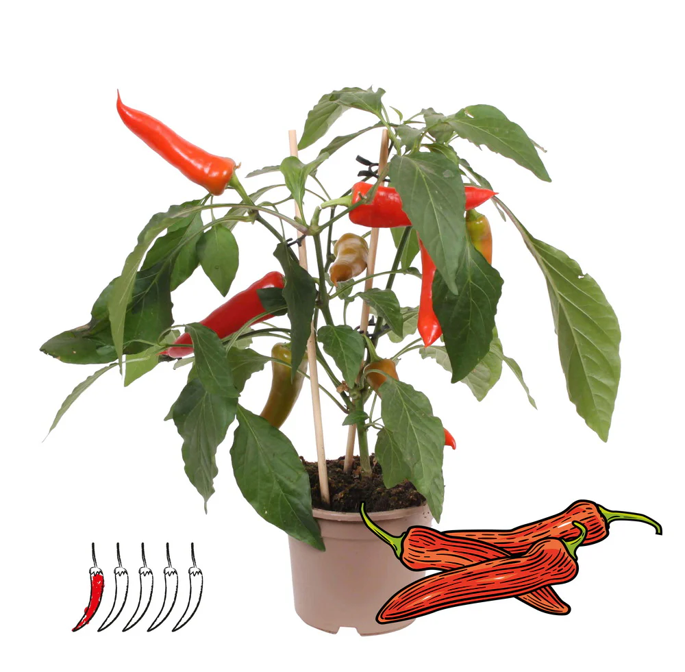 Chili-Pflanze - mild - Peperoni - Pfefferstrauch für Balkon und Garten - 14cm Topf - Gemüse-To-Go - Image 6