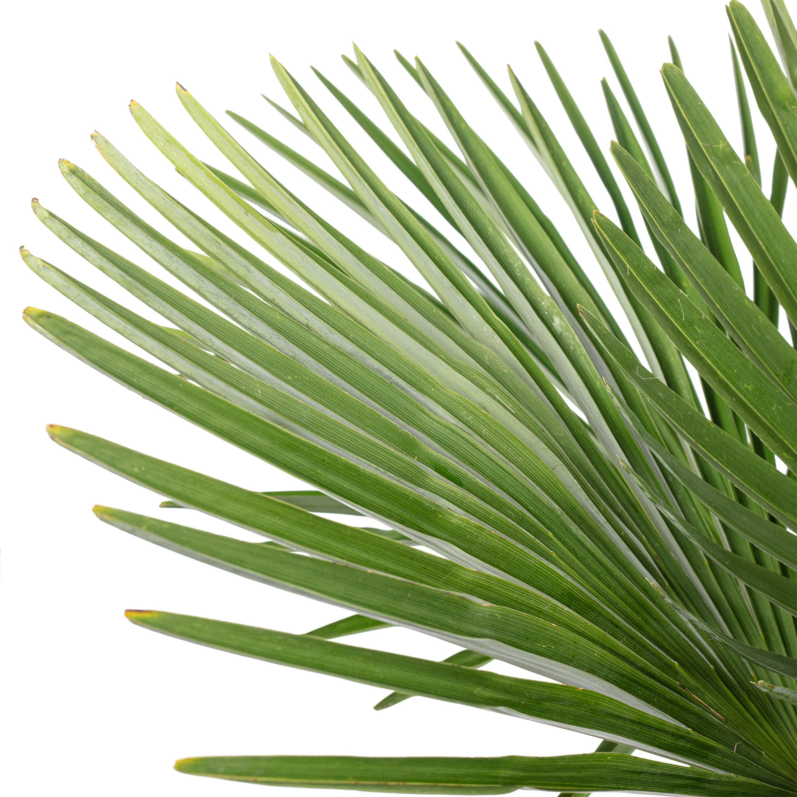 Chinesische Hanfpalme - Trachycarpus fortunei - Höhe 130 cm, Topf-Ø 27 cm - Image 2