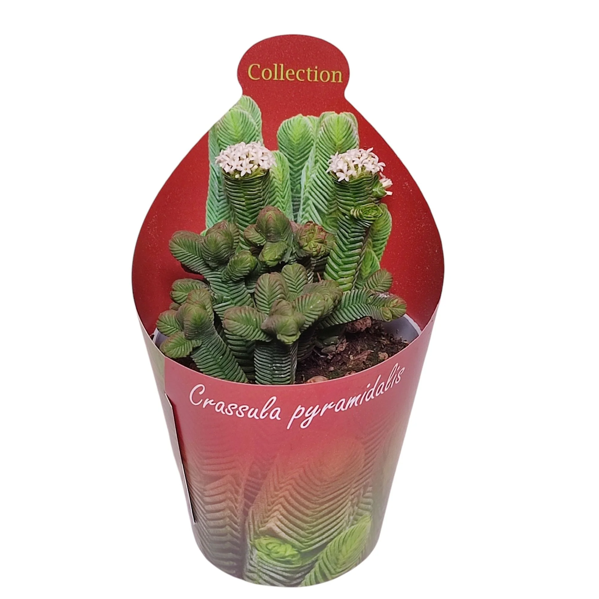 Crassula pyramidalis - Pagoden-Dickblatt - Rarität - 6,5cm Topf - 15cm hoch