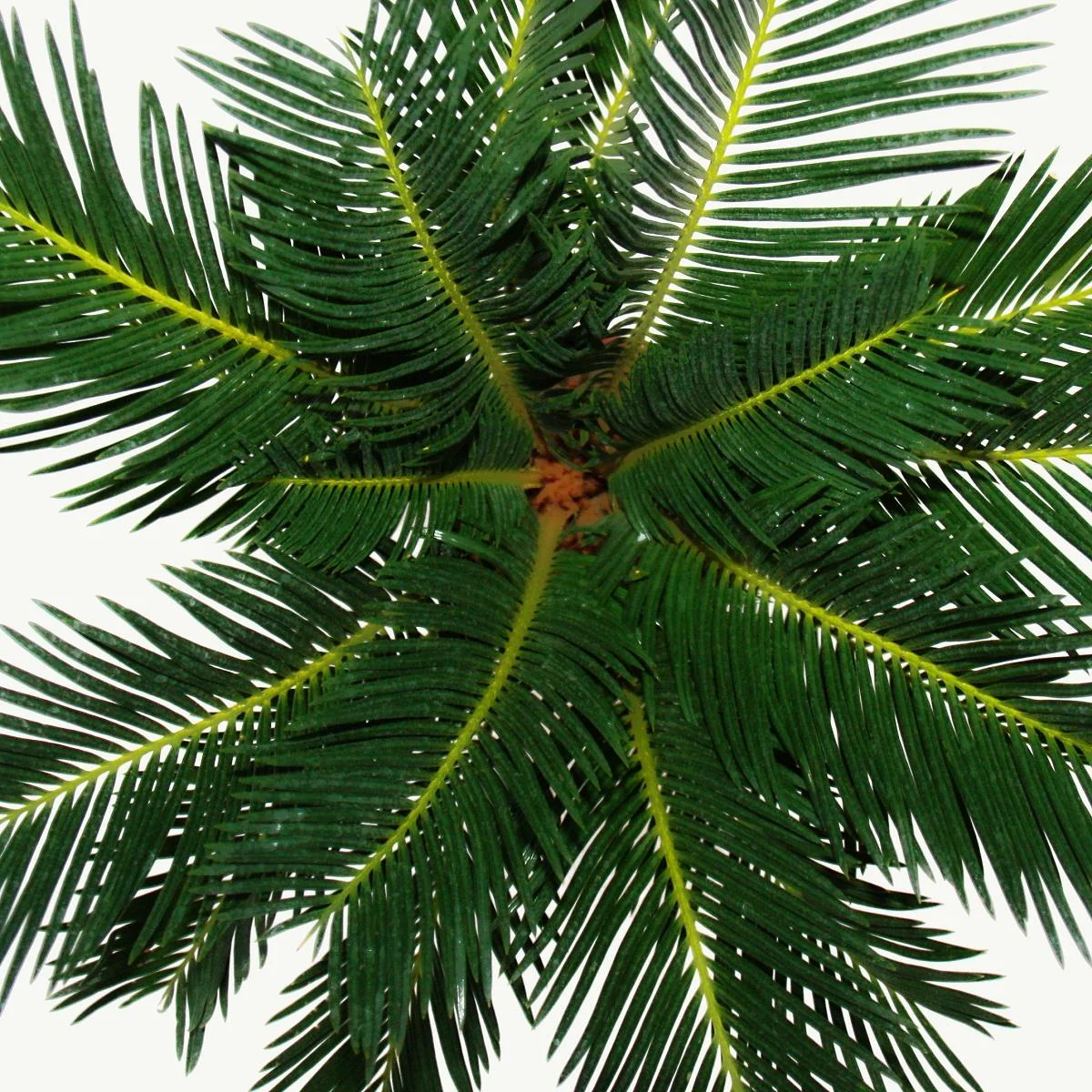 Cycas revoluta - Japanischer Palmfarn mit Knolle - 12cm Topf - Image 3
