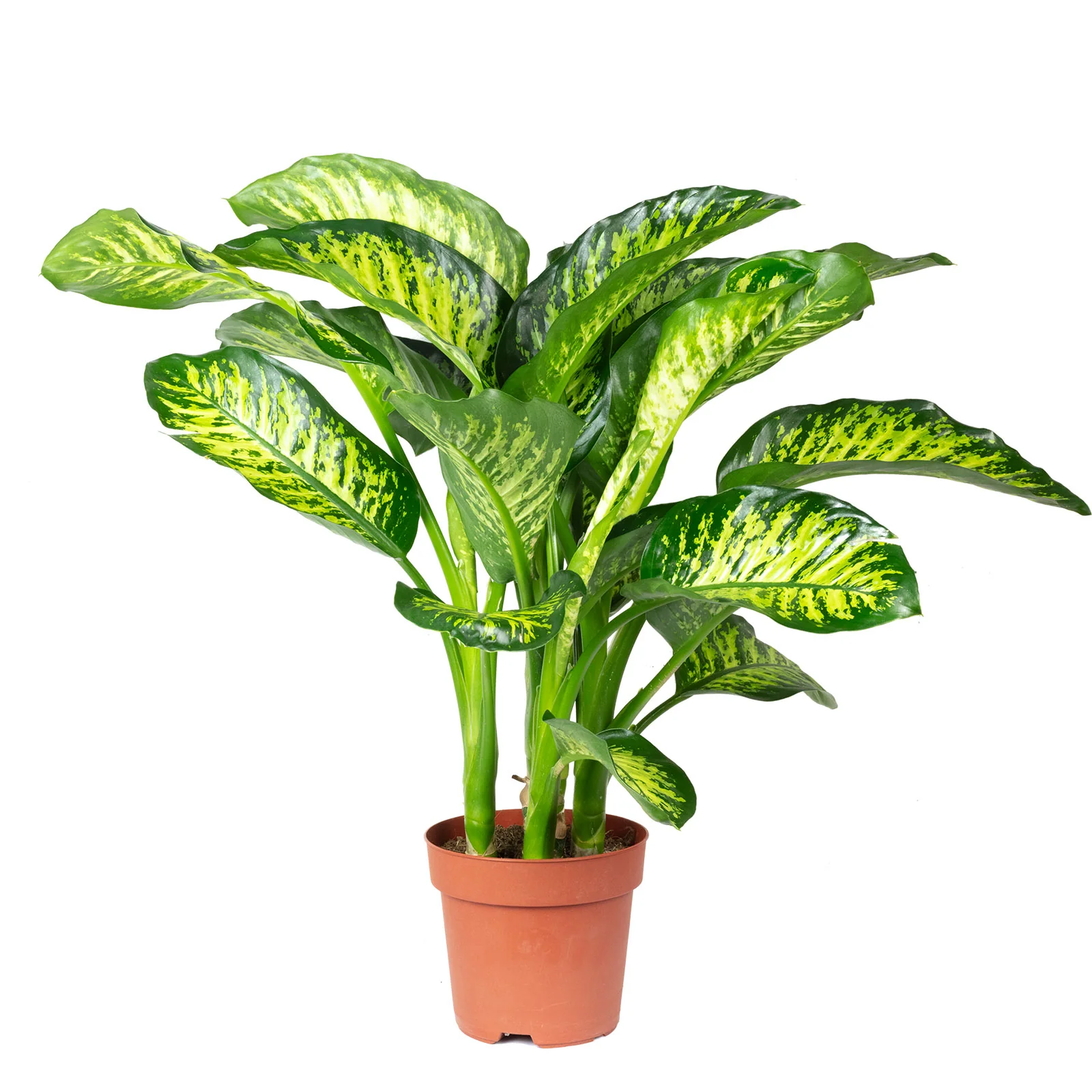 Dieffenbachie - Dieffenbachia seguine Maroba - Höhe 95 cm, Topf-Ø 21 cm