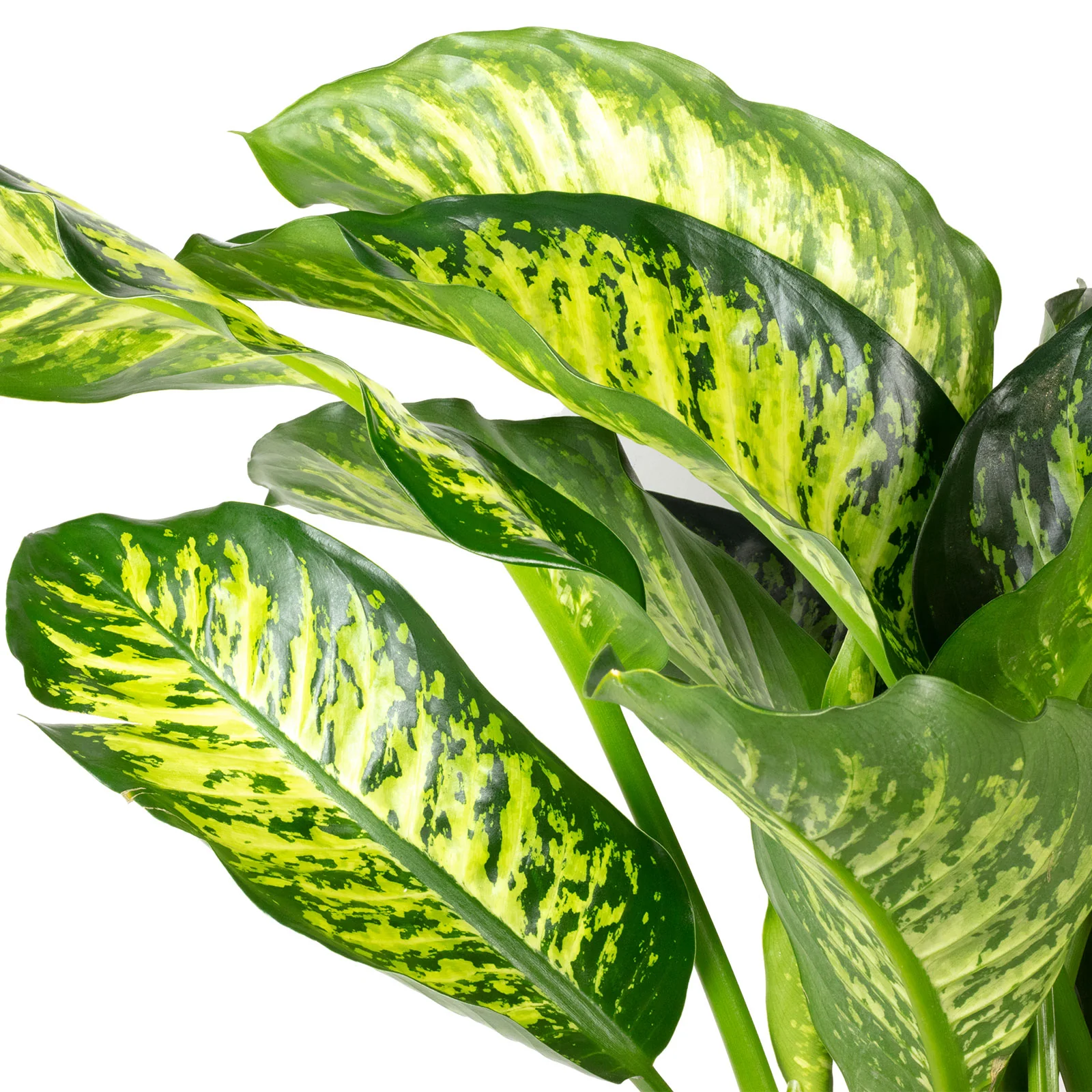 Dieffenbachie - Dieffenbachia seguine Maroba - Höhe 95 cm, Topf-Ø 21 cm - Image 2