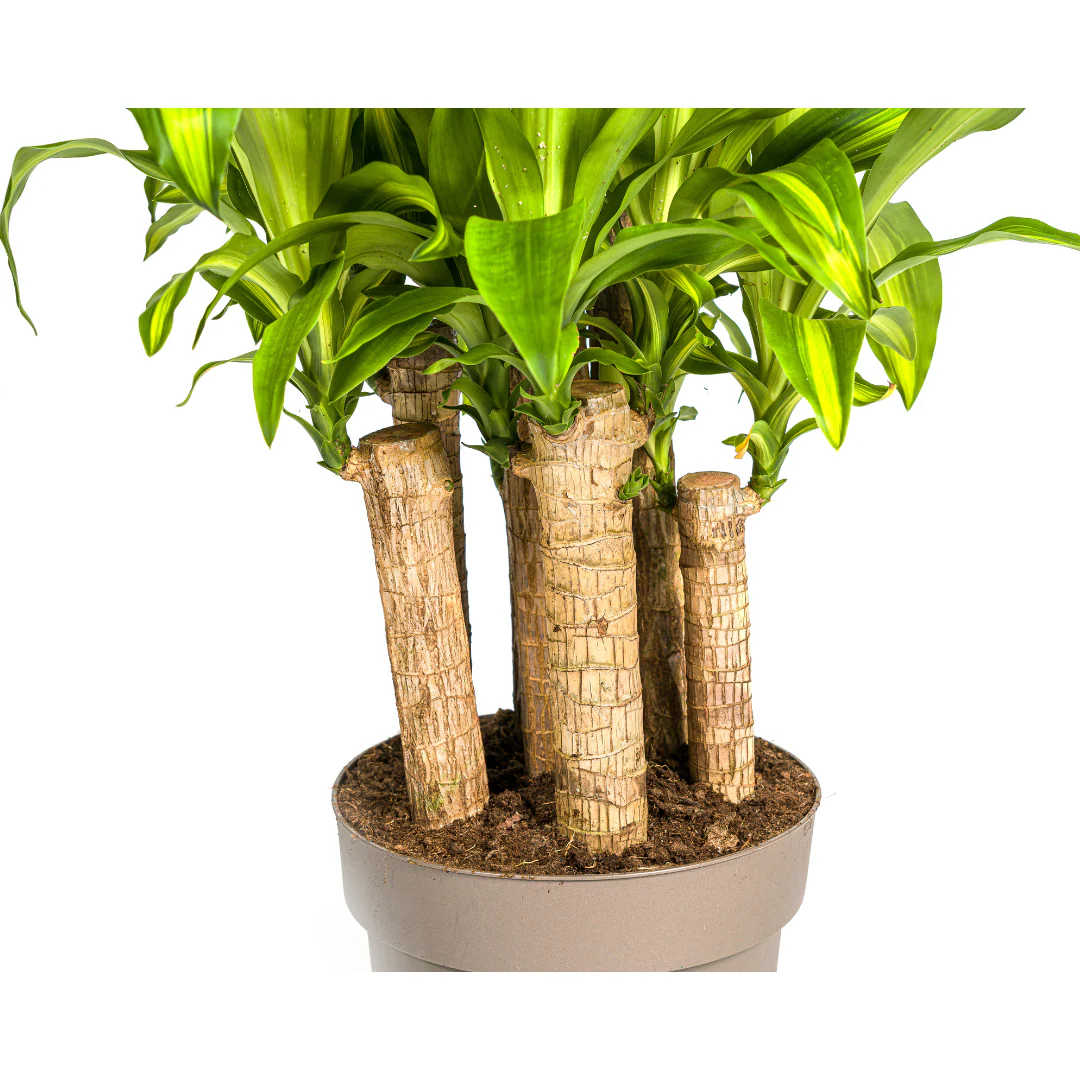 Drachenbaum - Dracaena fragrans massangeana -  Karussel - 130-150cm hoch - Image 3