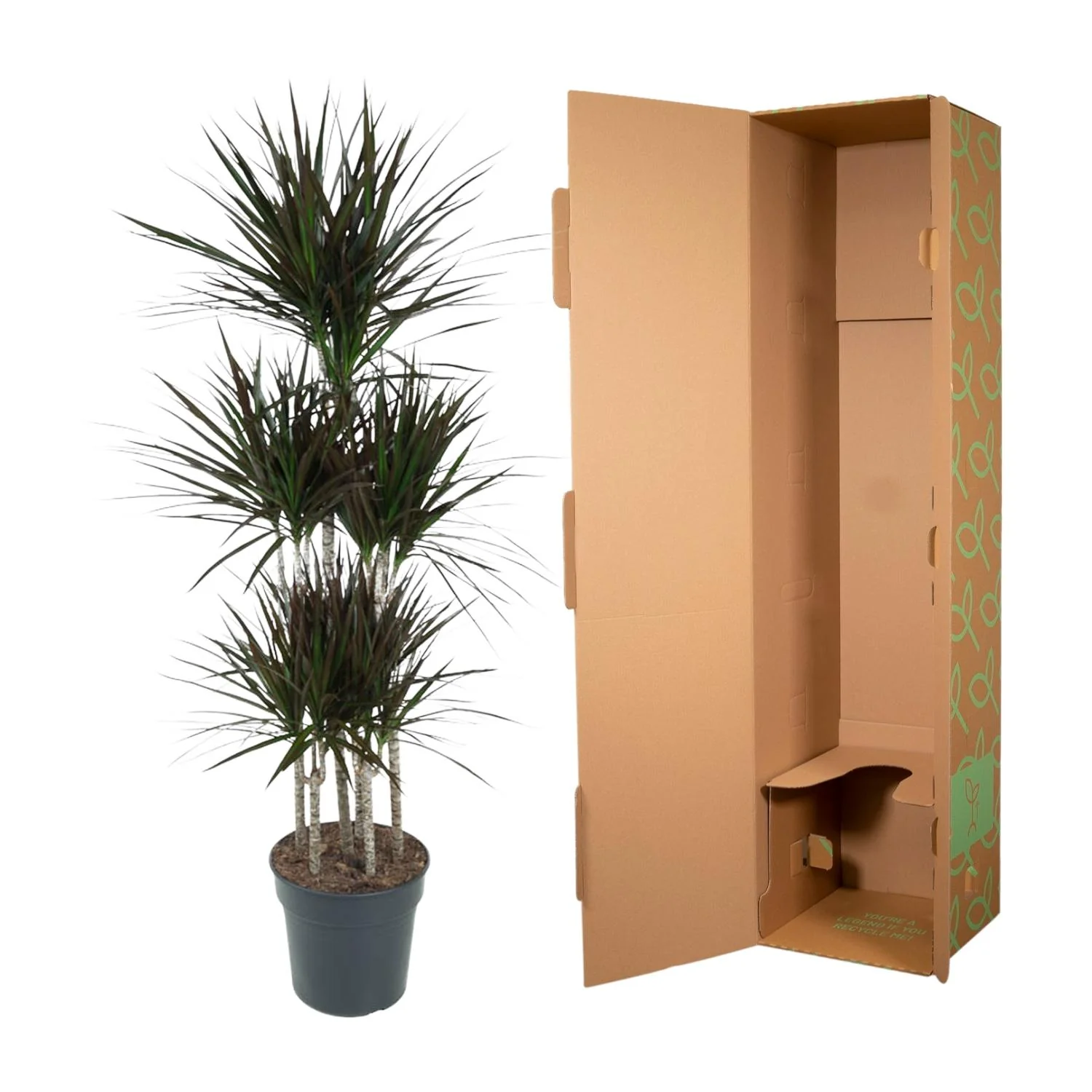 Dracaena marginata "Magenta" - Carrousel - hauteur environ 150cm - Image 3