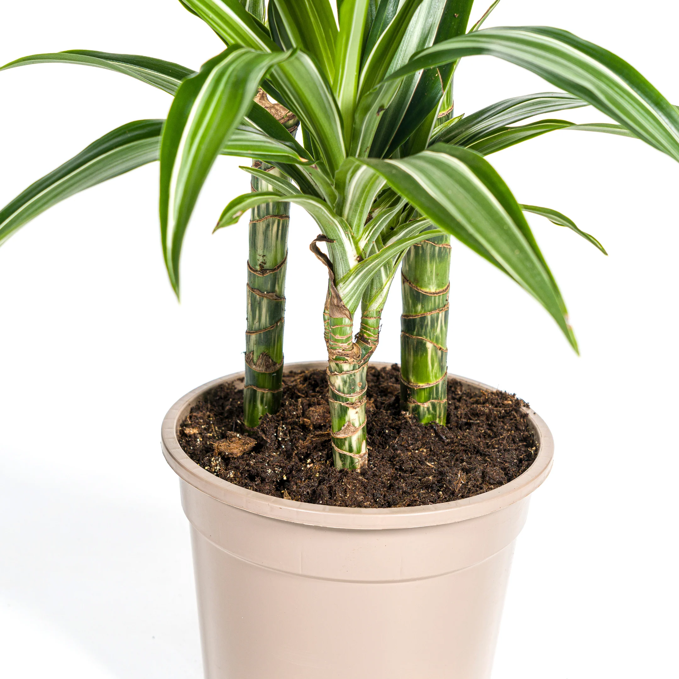 Drachenbaum - Drachenlilie - Dracaena deremensis White Stripe - 70-90cm hoch - Image 12