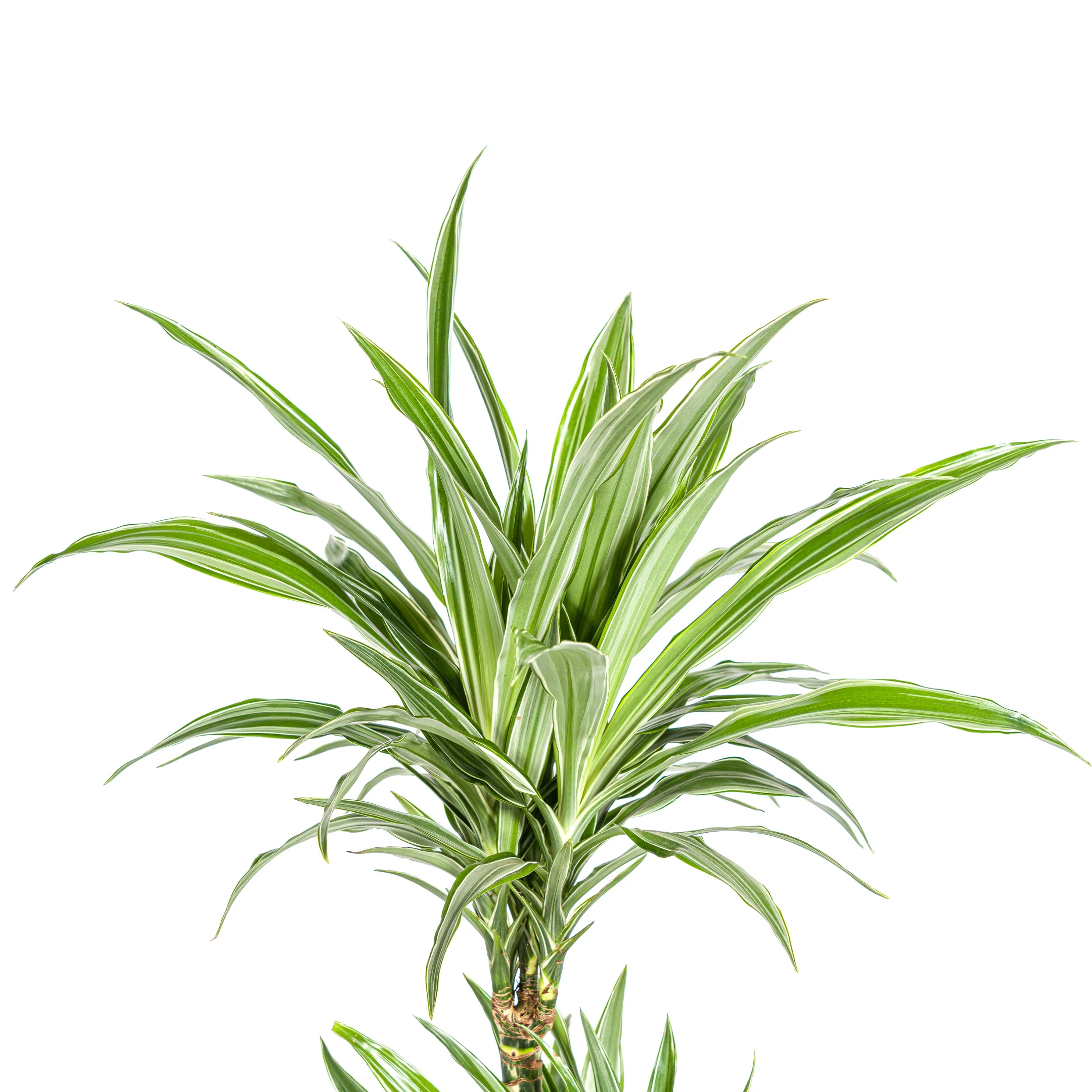 Drachenbaum - Drachenlilie - Dracaena deremensis White Stripe - 70-90cm hoch - Image 5