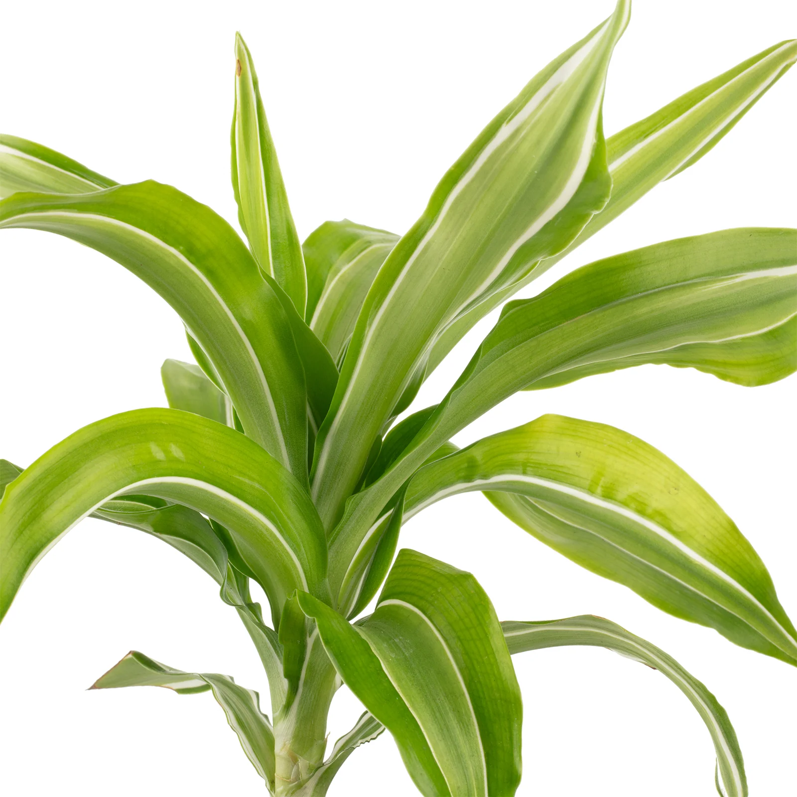 Drachenbaum Kanzi - Dracaena Fragrans Kanzi - Höhe ca. 12 cm, Topf-Ø 6 cm - Image 2