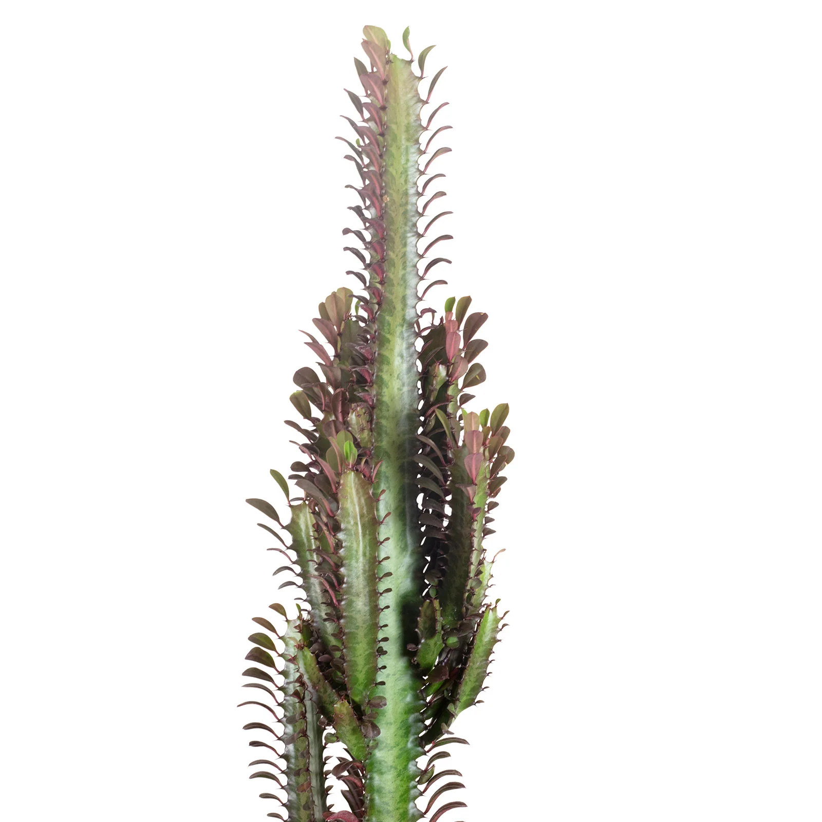 Dreikantige Wolfsmilch - Euphorbia trigona Rubra - Höhe ca. 60 cm, Topf-Ø 17 cm - Image 2