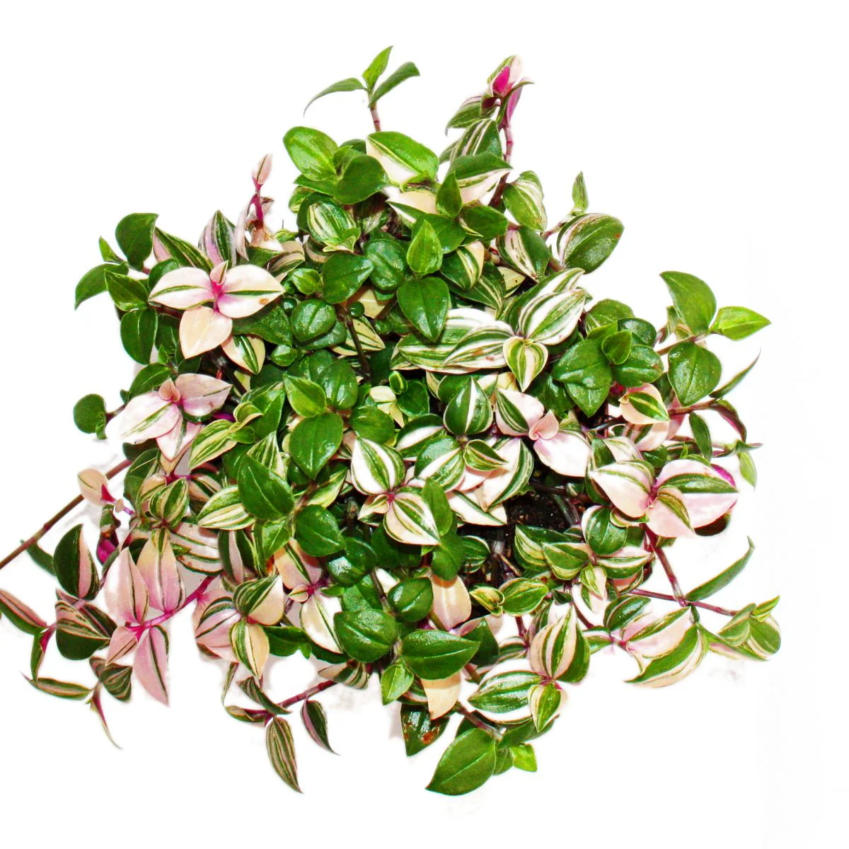 Exotenherz Dreimasterblume Tradescantia quadricolor pflegeleichte hängende Zimmerpflanze 12cm Topf - Image 2
