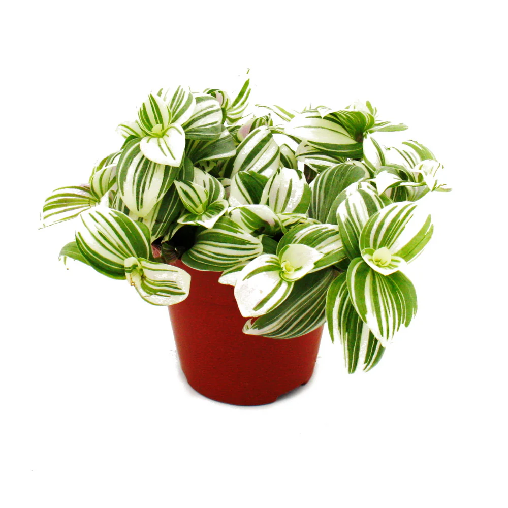 Dreimasterblume Tradescantia zebrina Brightness pflegeleichte hängende Zimmerpflanze 12m Topf weiss