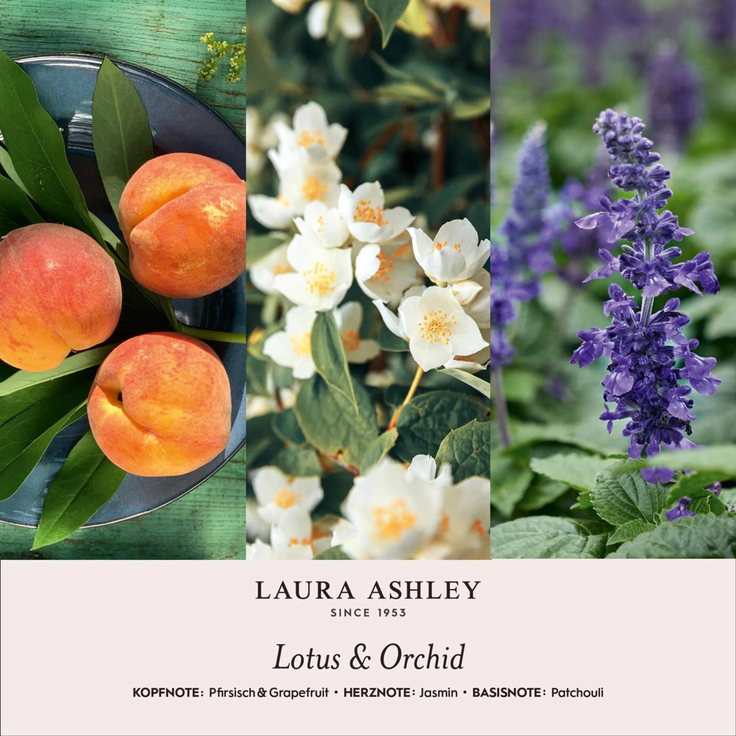 Duftkerzen Laura Ashley 400g - Image 11