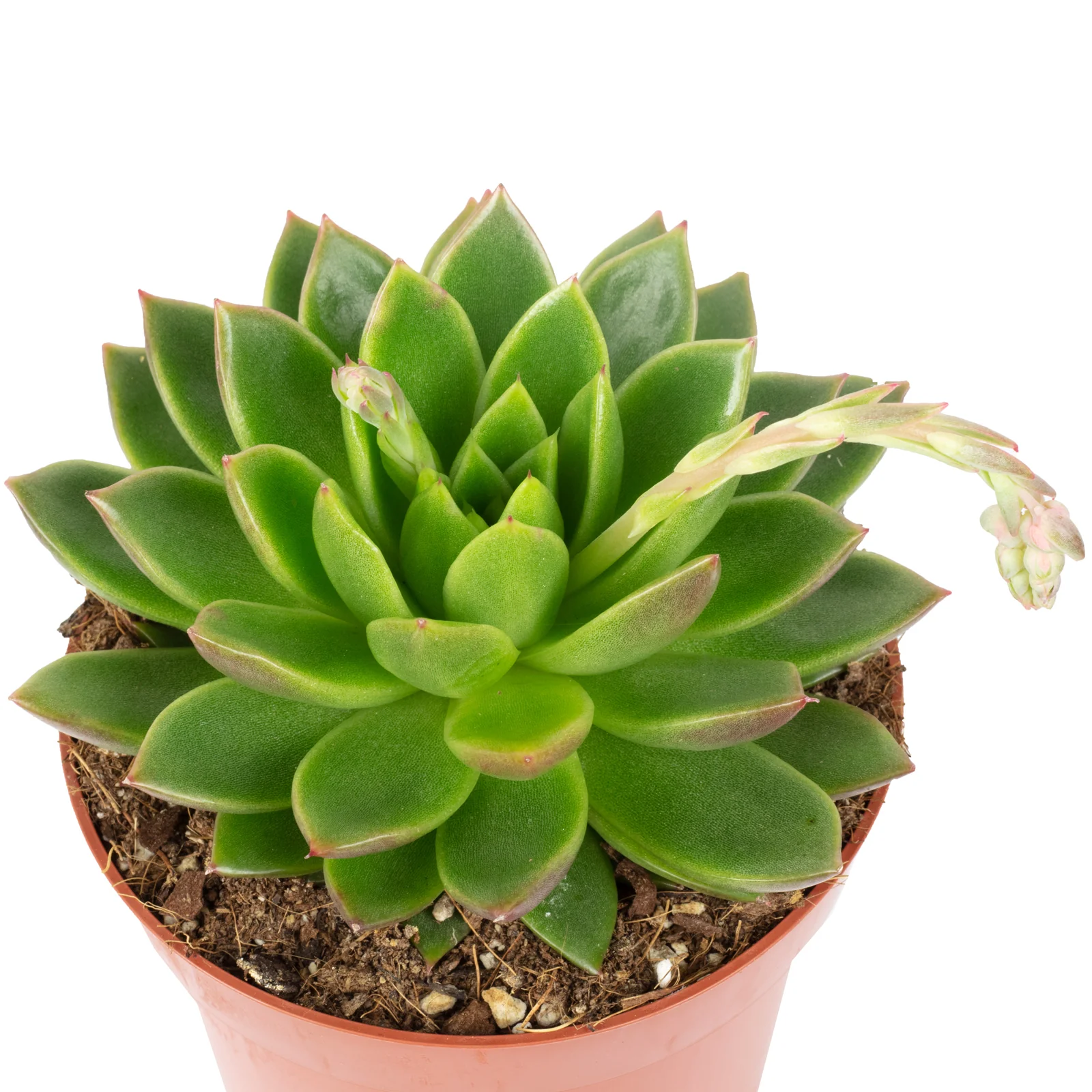 Echeverie - Echeveria agavoides - Höhe ca. 20 cm, Topf-Ø 12 cm - Image 2