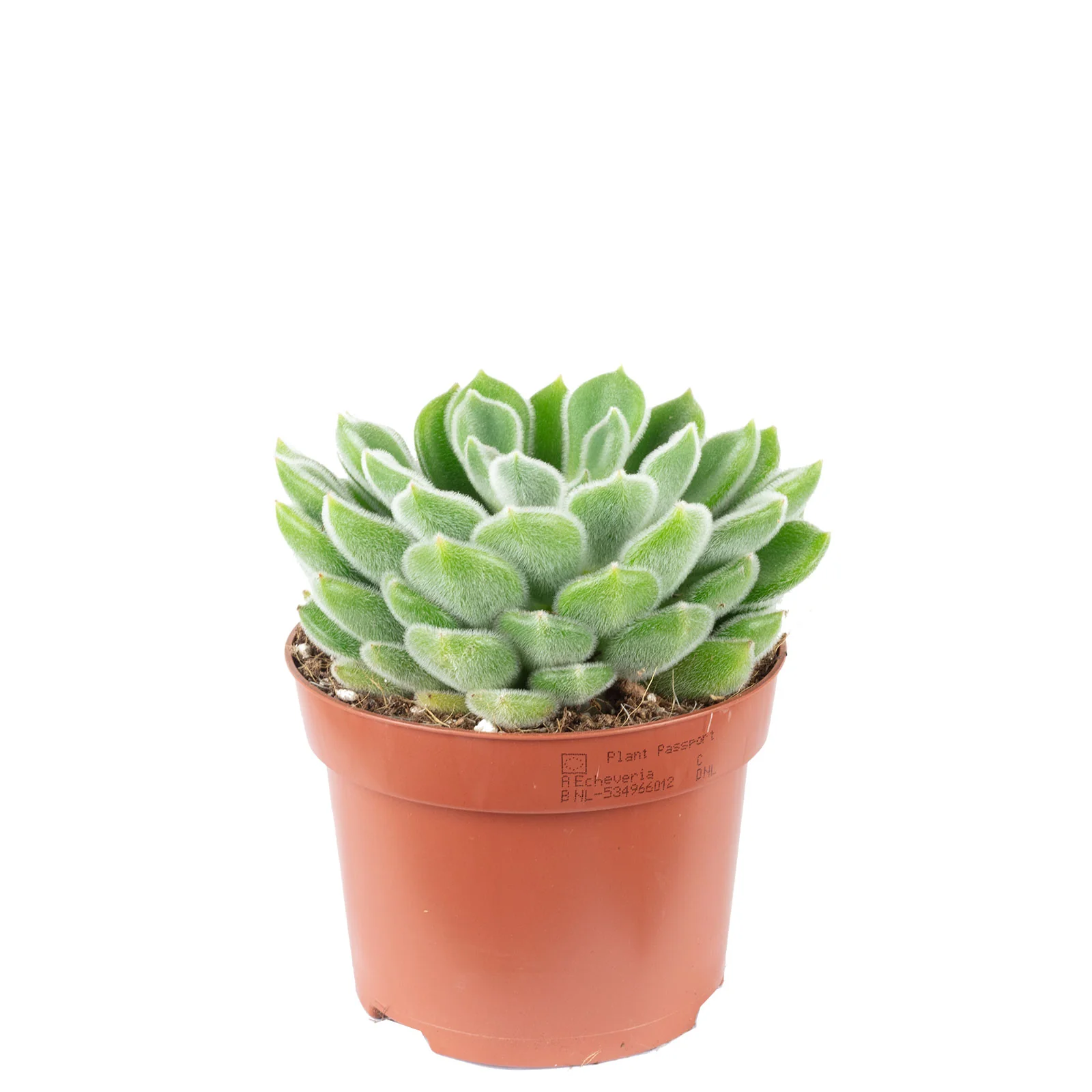 Echeverie Mix - Echeveria - Höhe ca. 15 cm, Topf-Ø 12cm - Image 3