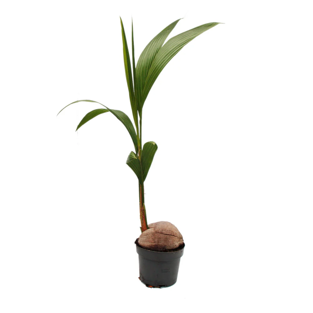 Echte Kokospalme - Cocos nucifera - mit echter Kokosnuss - 19cm Topf - ca. 100cm hoch - Image 2