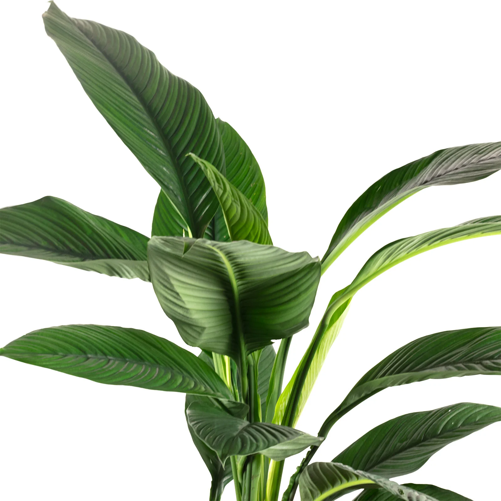 Einblatt - Spathiphyllum 'Sensation' - Höhe ca. 150 cm, Topf-Ø 24 cm - Image 2