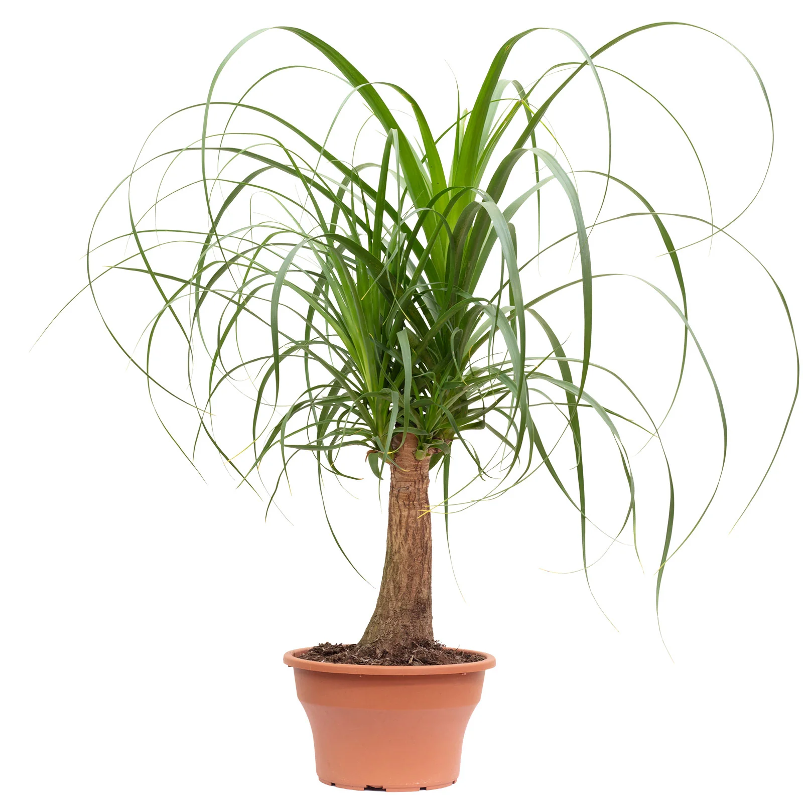 Elefantenfuß 1-Stamm - Beaucarnea - Höhe ca. 55 cm, Topf-Ø 19 cm