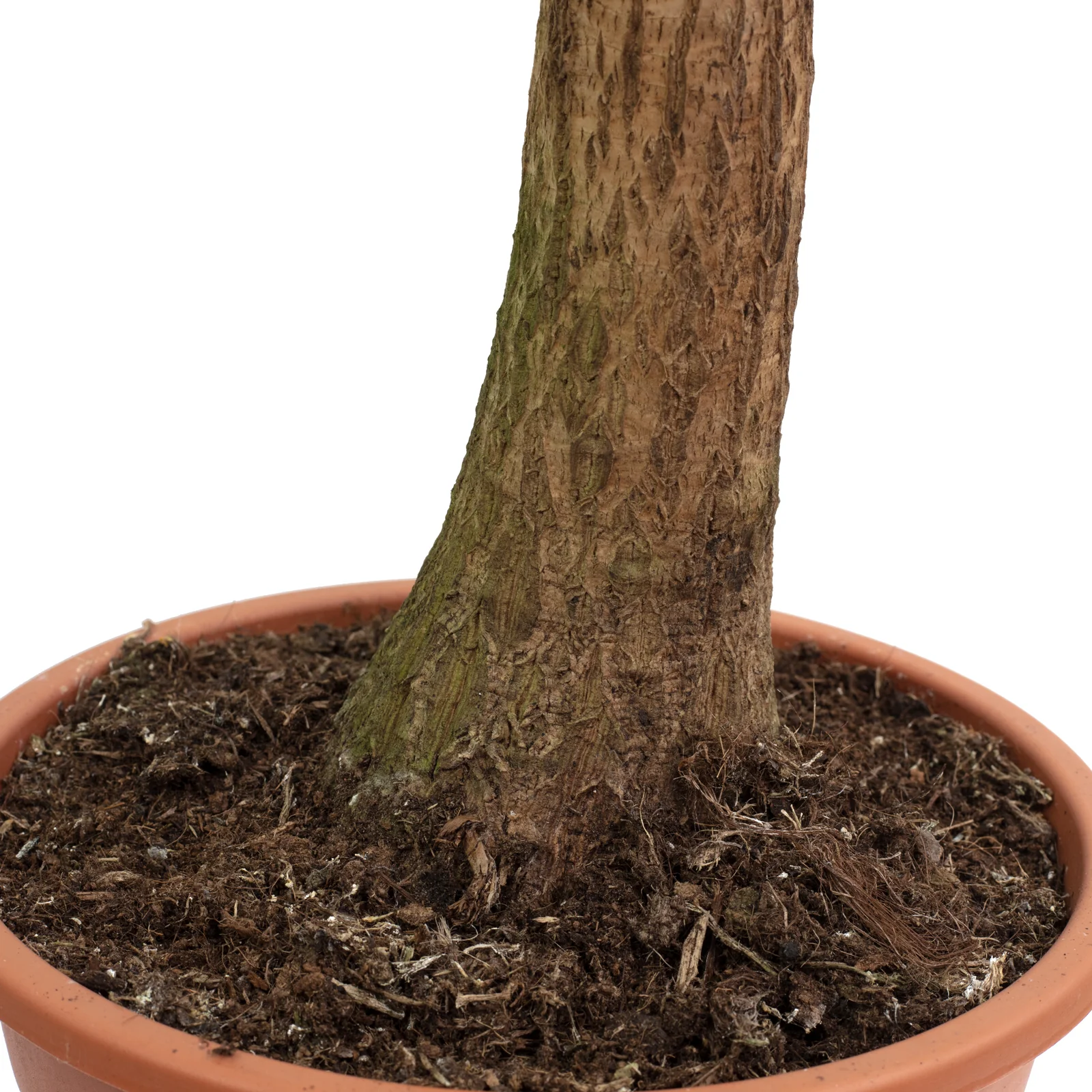 Elefantenfuß 1-Stamm - Beaucarnea - Höhe ca. 55 cm, Topf-Ø 19 cm - Image 3