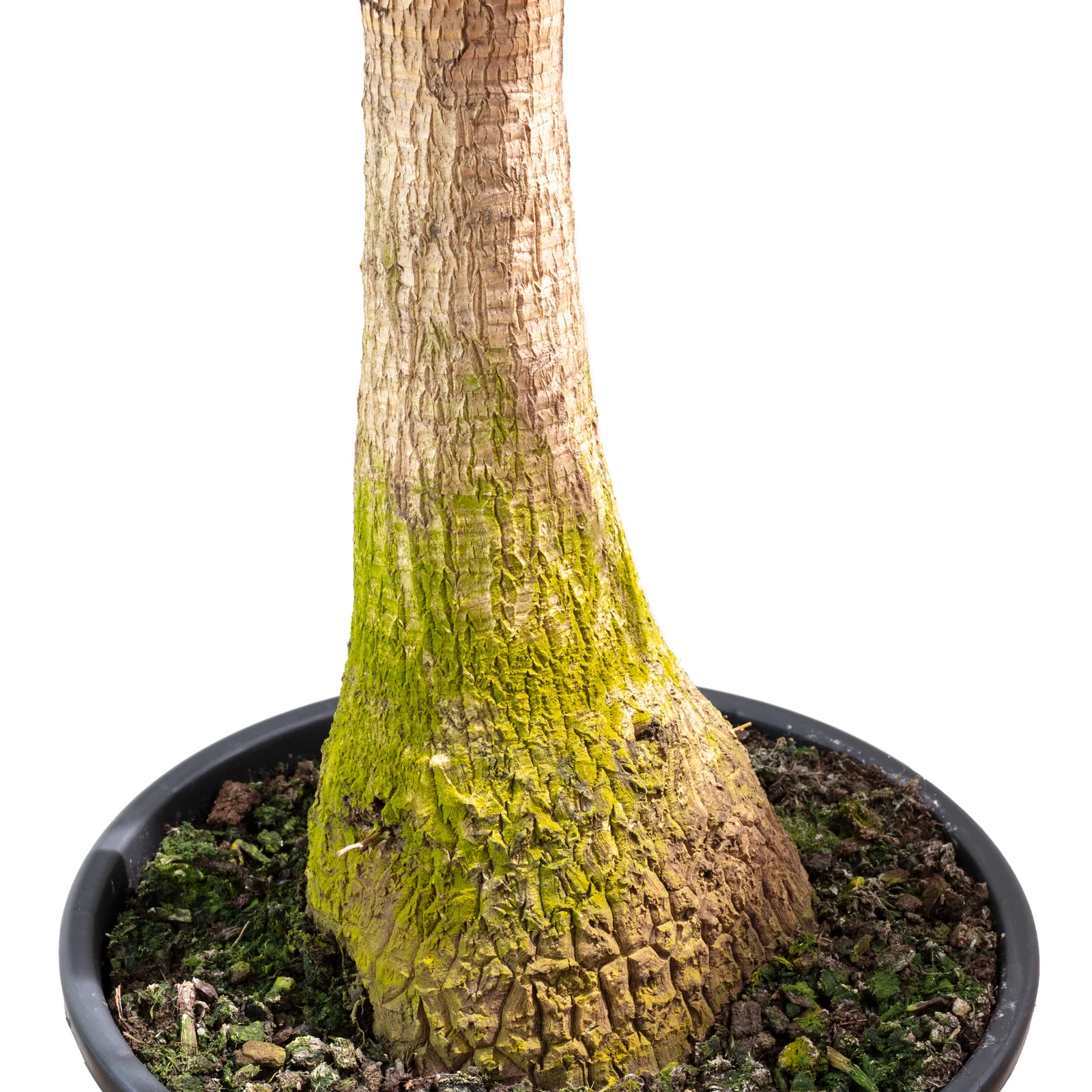Elefantenfuß 1-Stamm - Beaucarnea - Höhe ca. 80 cm, Topf-Ø 24 cm - Image 3