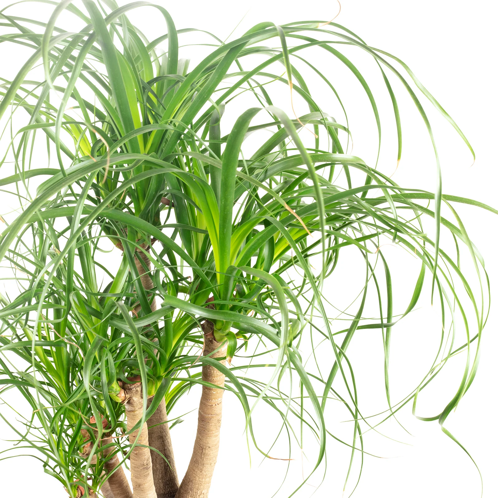 Elefantenfuß 1-Stamm verzweigt - Beaucarnea - Höhe ca. 70 cm, Topf-Ø 24 cm - Image 2