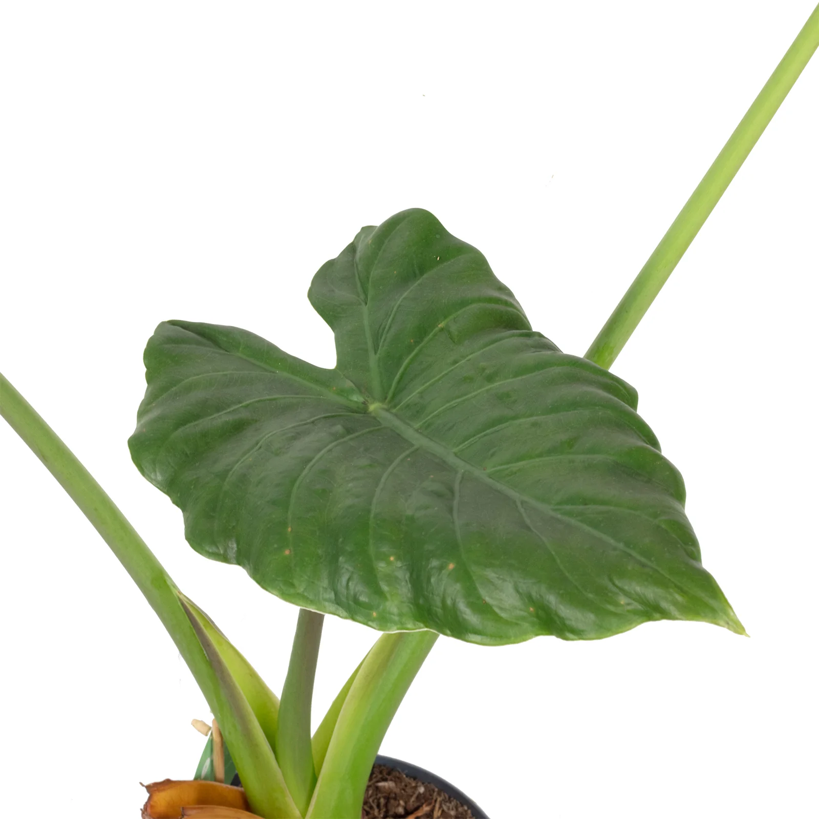 Elefantenohr - Alocasia wentii - Höhe ca. 80 cm, Topf-Ø 21 cm - Image 2