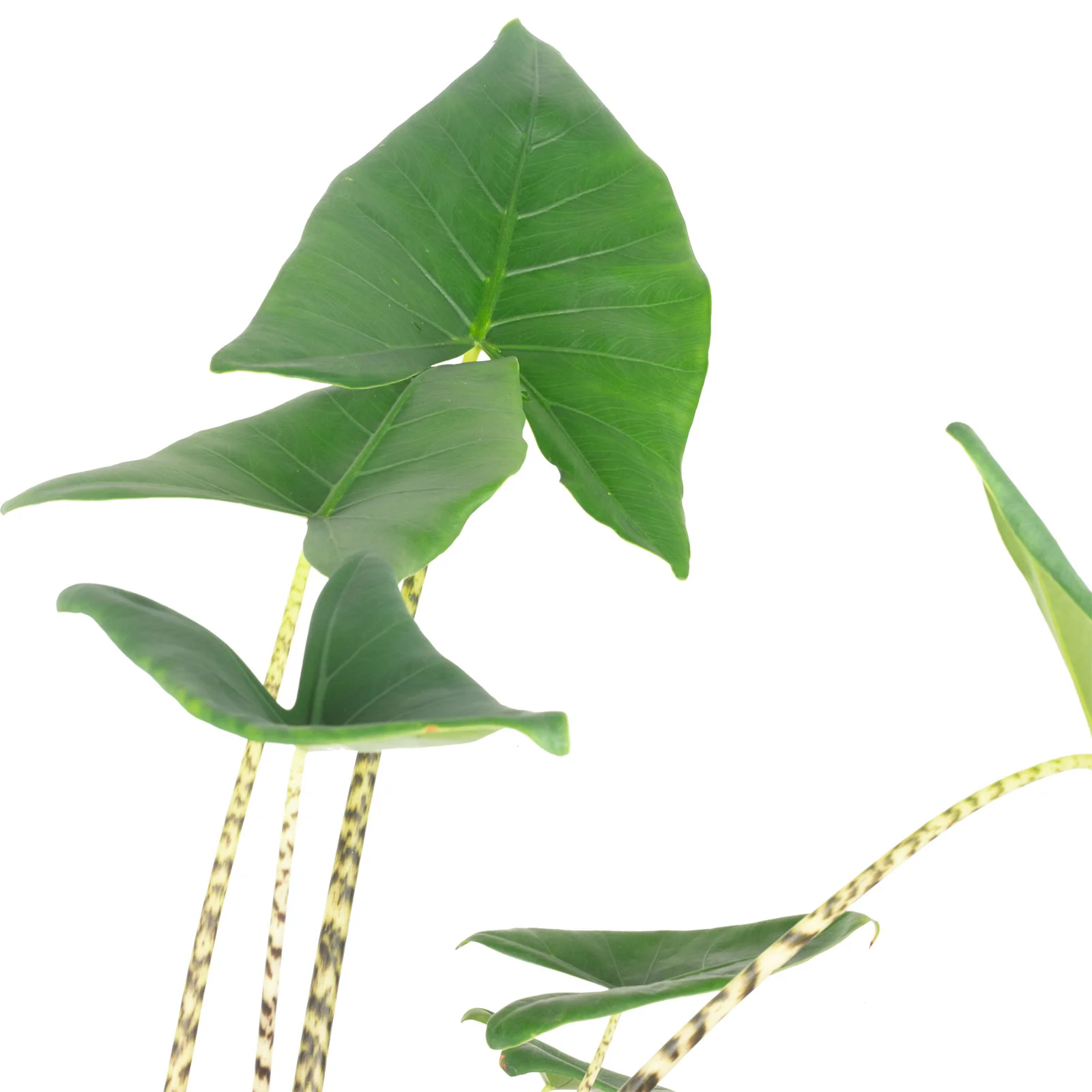Elefantenohr - Alocasia zebrina - Höhe ca. 70 cm, Topf-Ø 19 cm - Image 2
