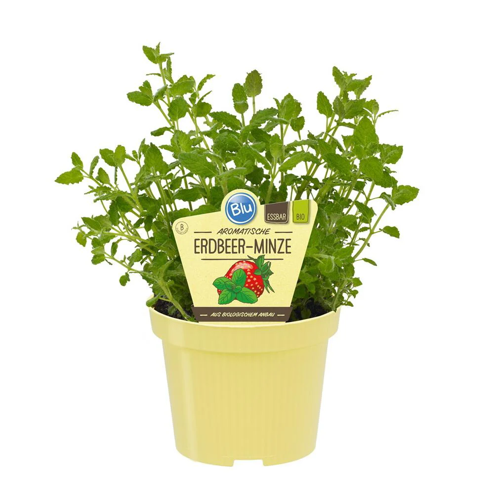 Menthe fraise qualité BIO - Mentha species - Plante aromatique en pot de 12cm