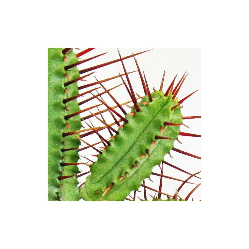 Euphorbia enopla - rotdornige Wolfsmilch - kleine Pflanze im 5,5cm Topf - Image 2