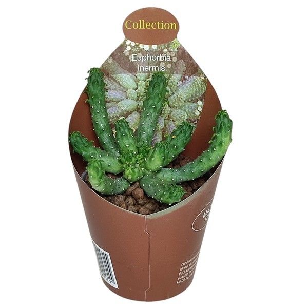Euphorbia inermis - seltenes Wolfsmilchgewächs - Rarität - 6,5cm Topf - 15cm hoch