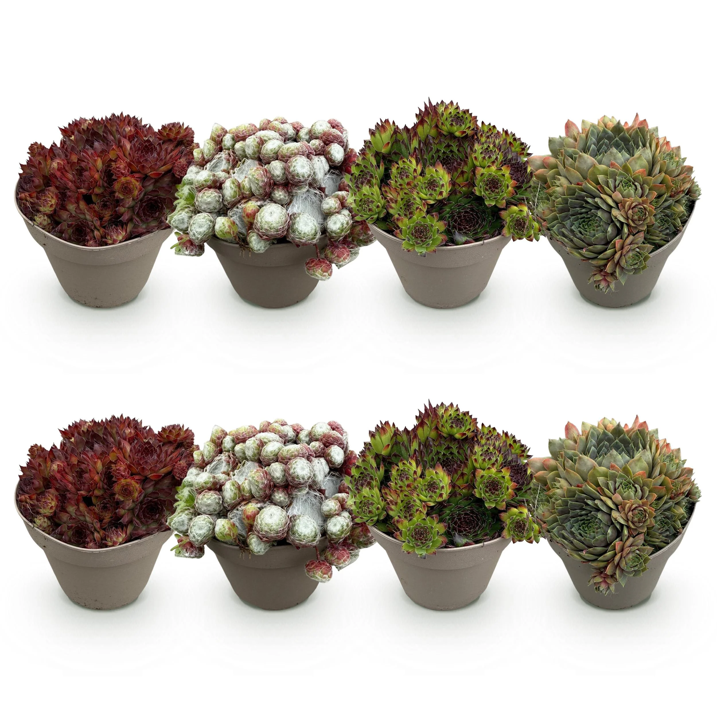 Cœur d'exotisme couvre-sol - Racine de maison Sempervivum Mix Big Sam - Set de 8 - pot de 14cm