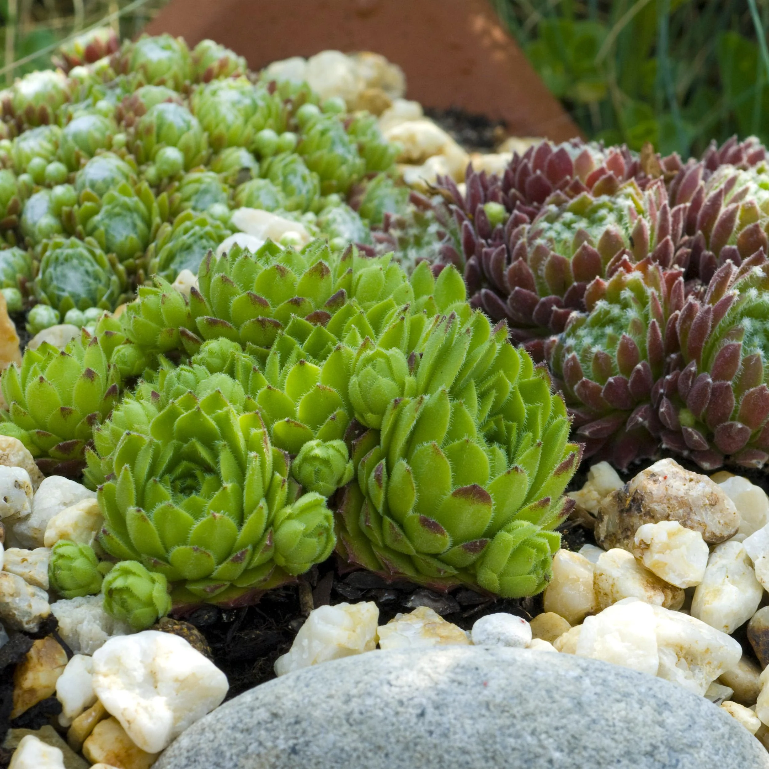 Cœur d'exotisme couvre-sol - Racine de maison Sempervivum Mix Big Sam - Set de 8 - pot de 14cm - Image 5