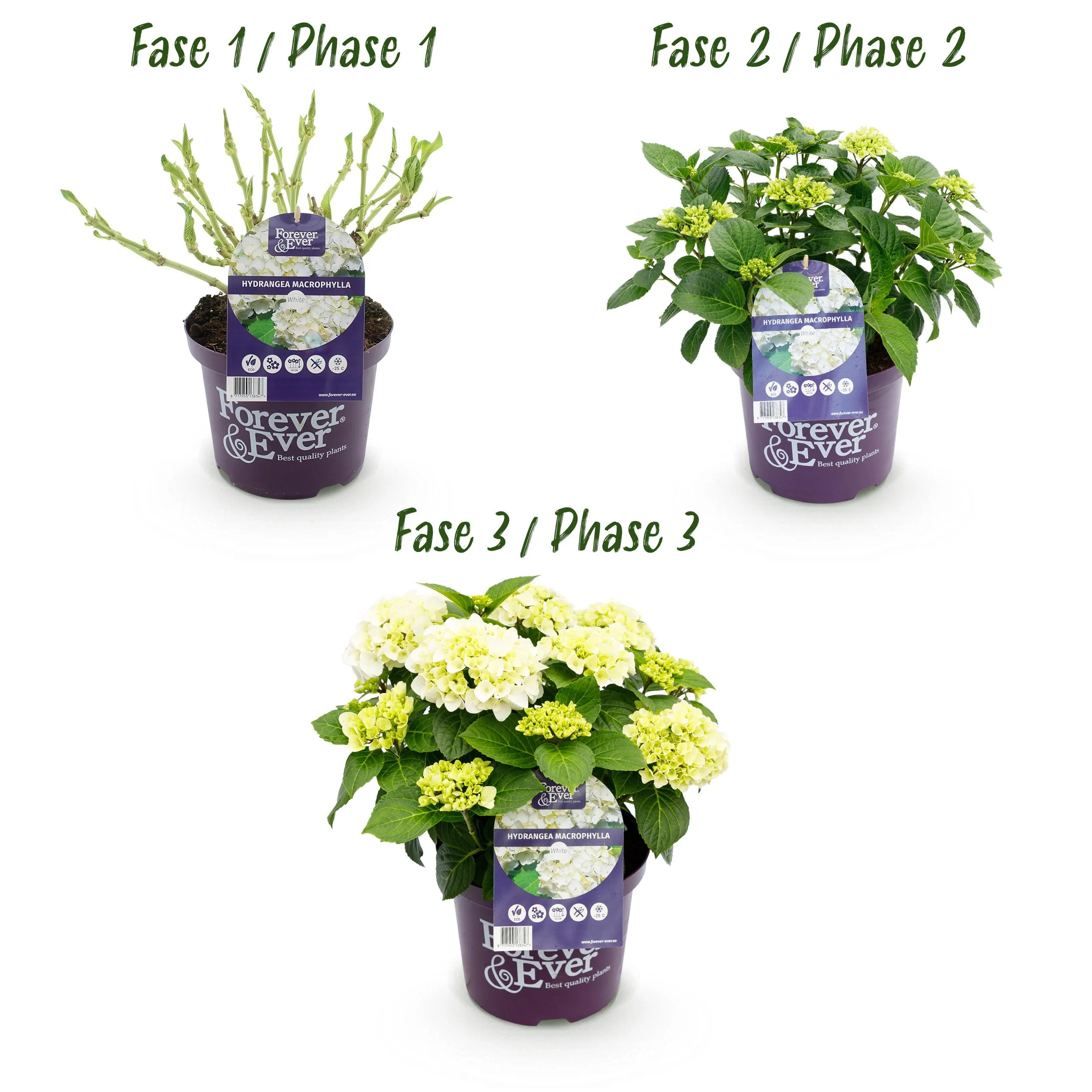 Exotenherz - Hortensia - Hydrangea Forever & Ever - Weiß - 7-12 Blühten - 23cm Topf - Image 4